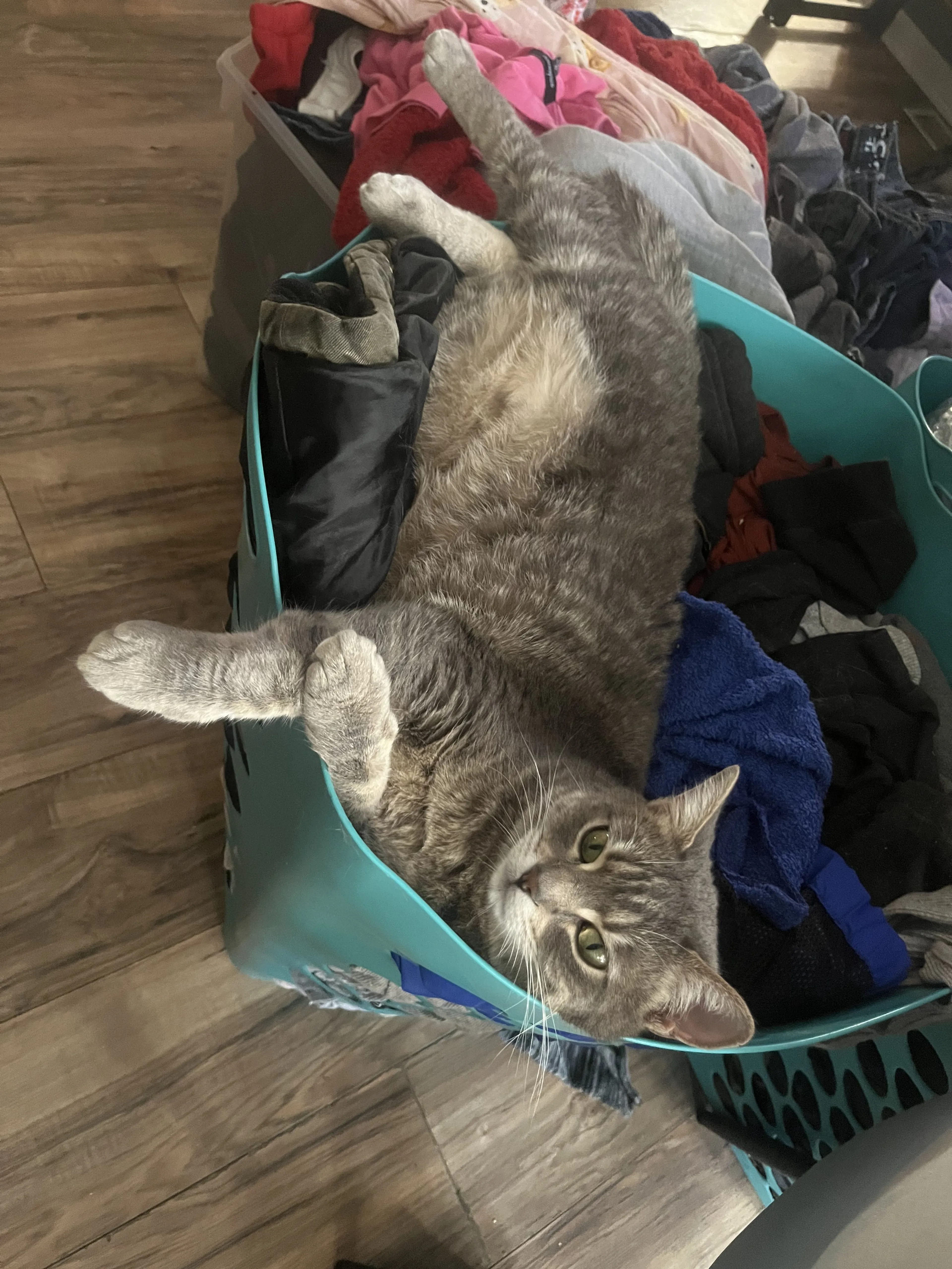 Lost pet-2