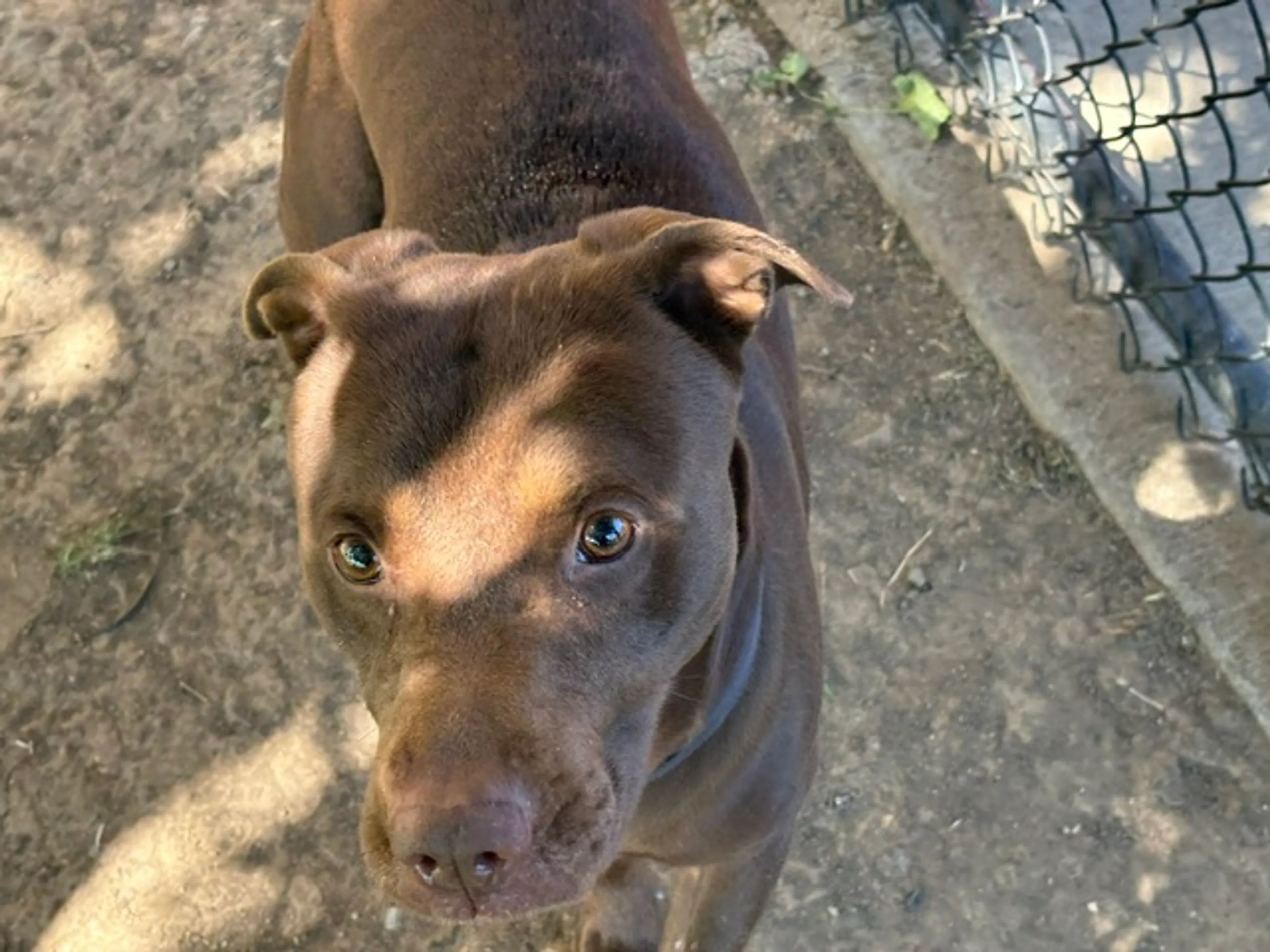 Found pet