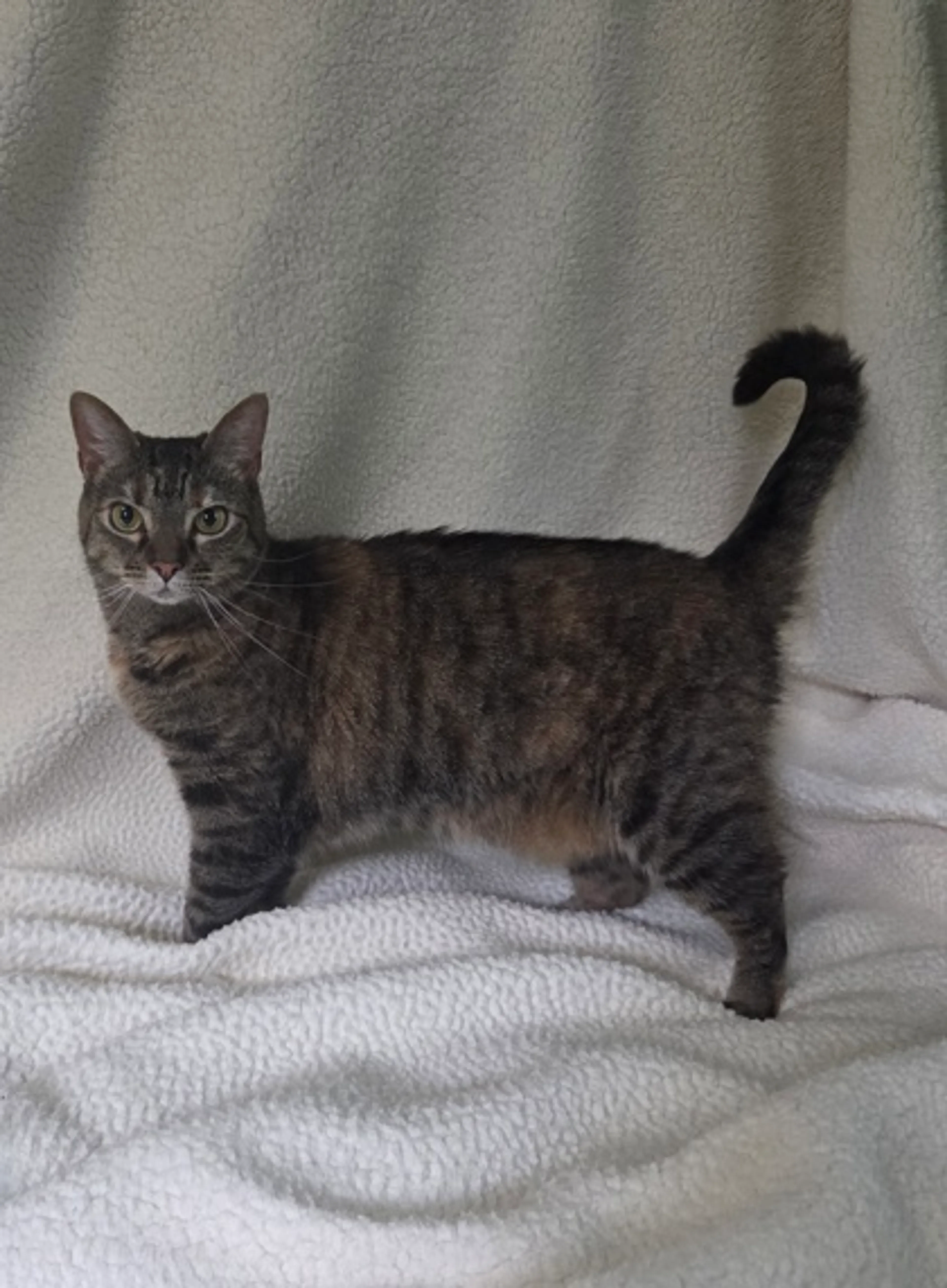Found pet-1