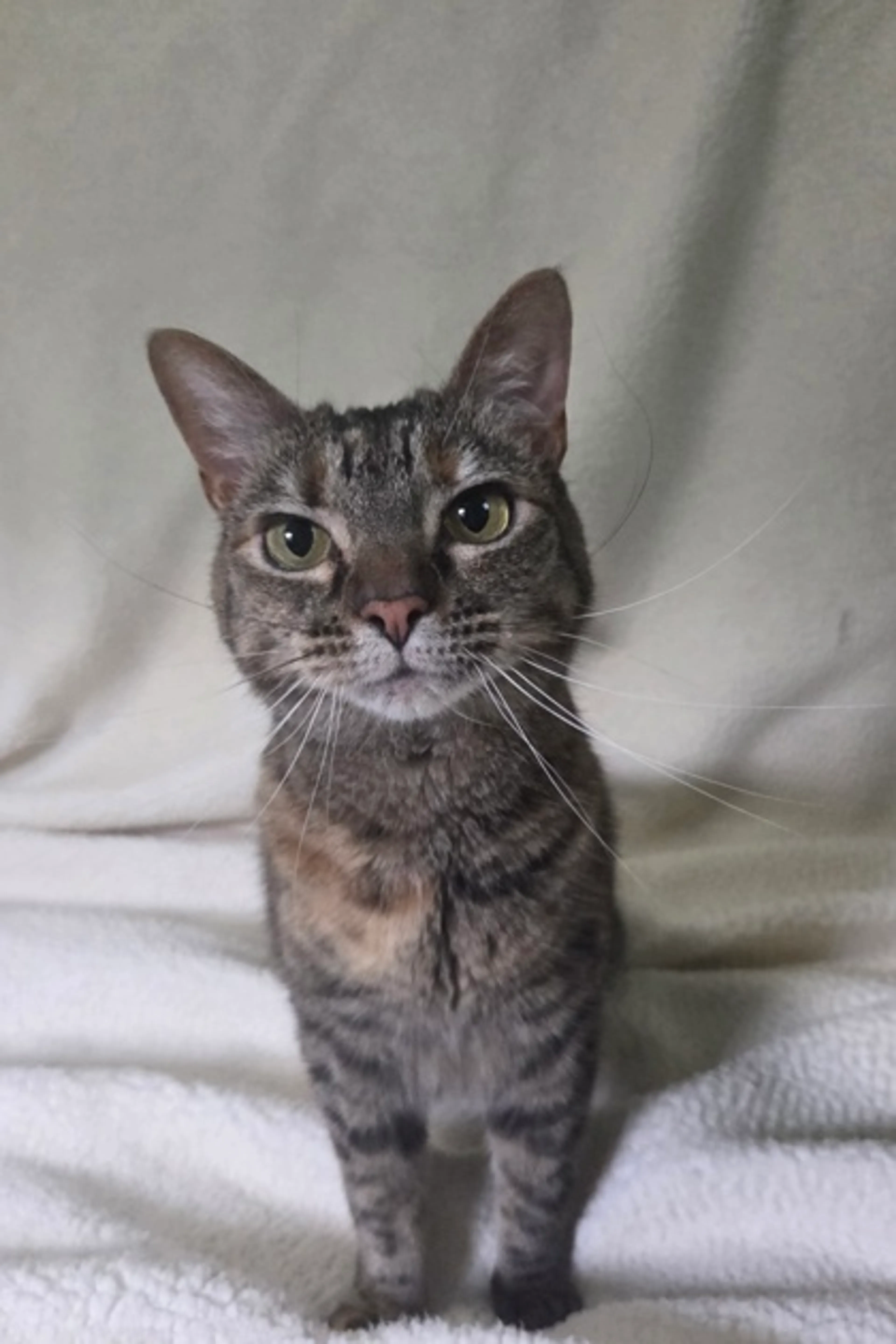 Found pet-2