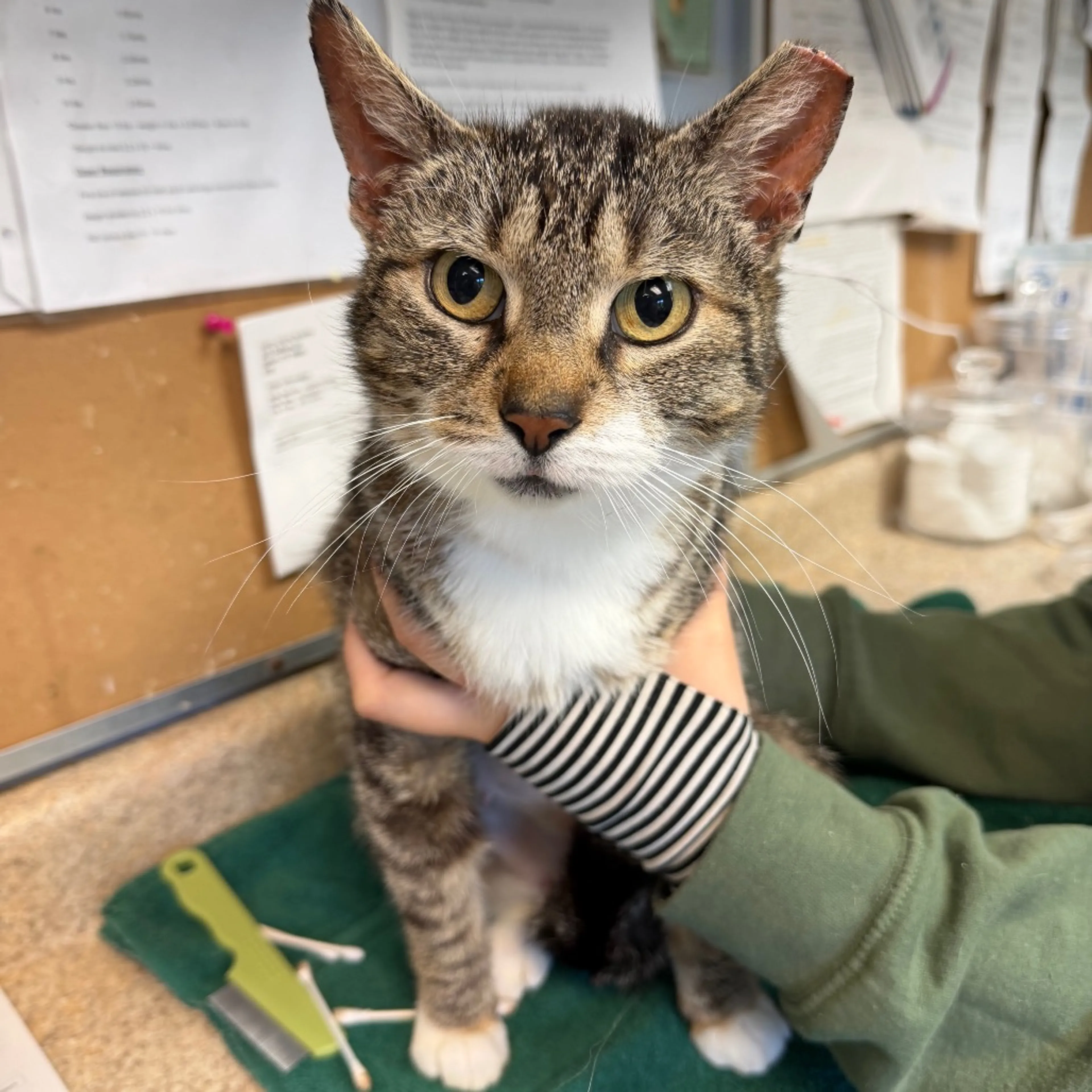 Found pet-1