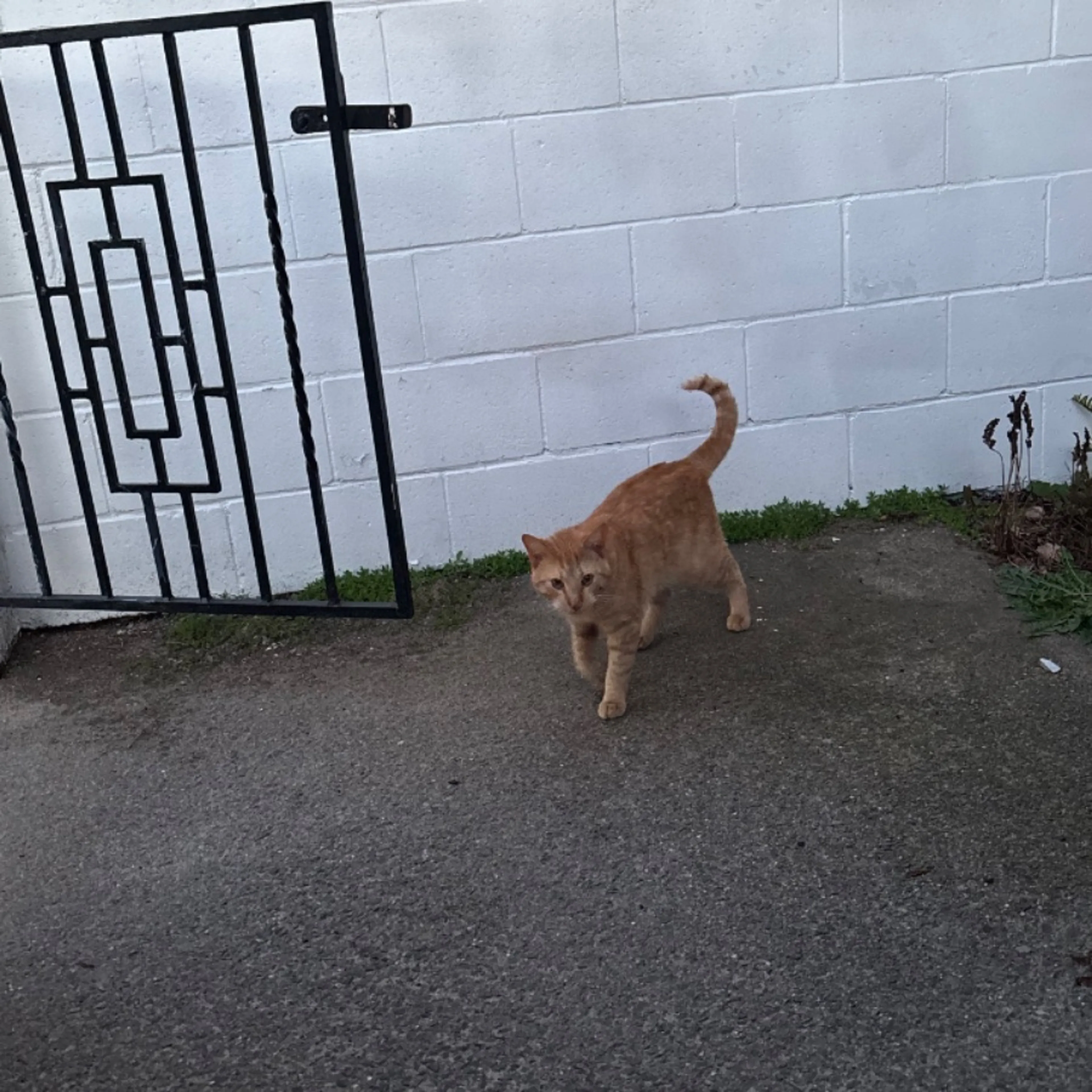 Found pet