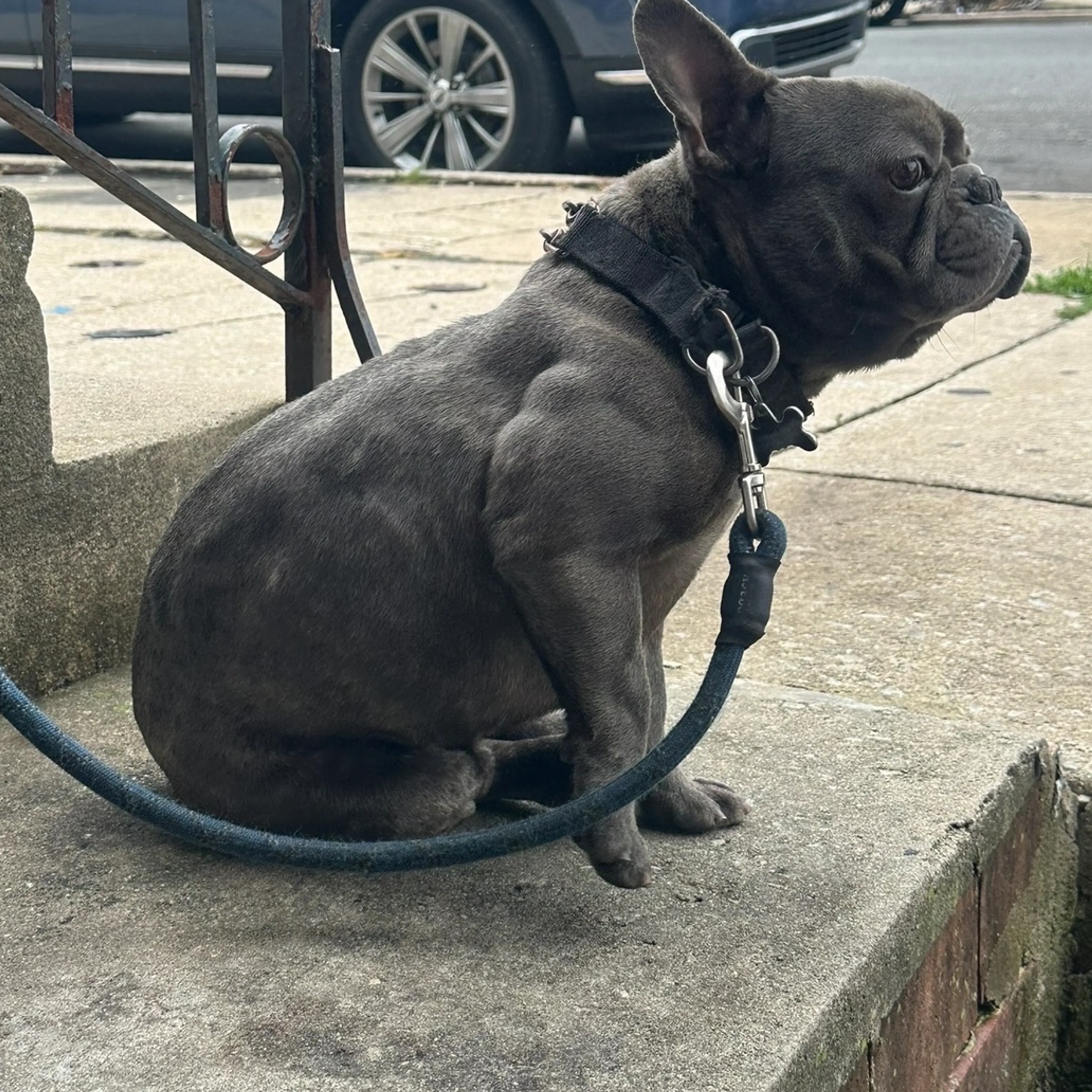 Lost pet-1