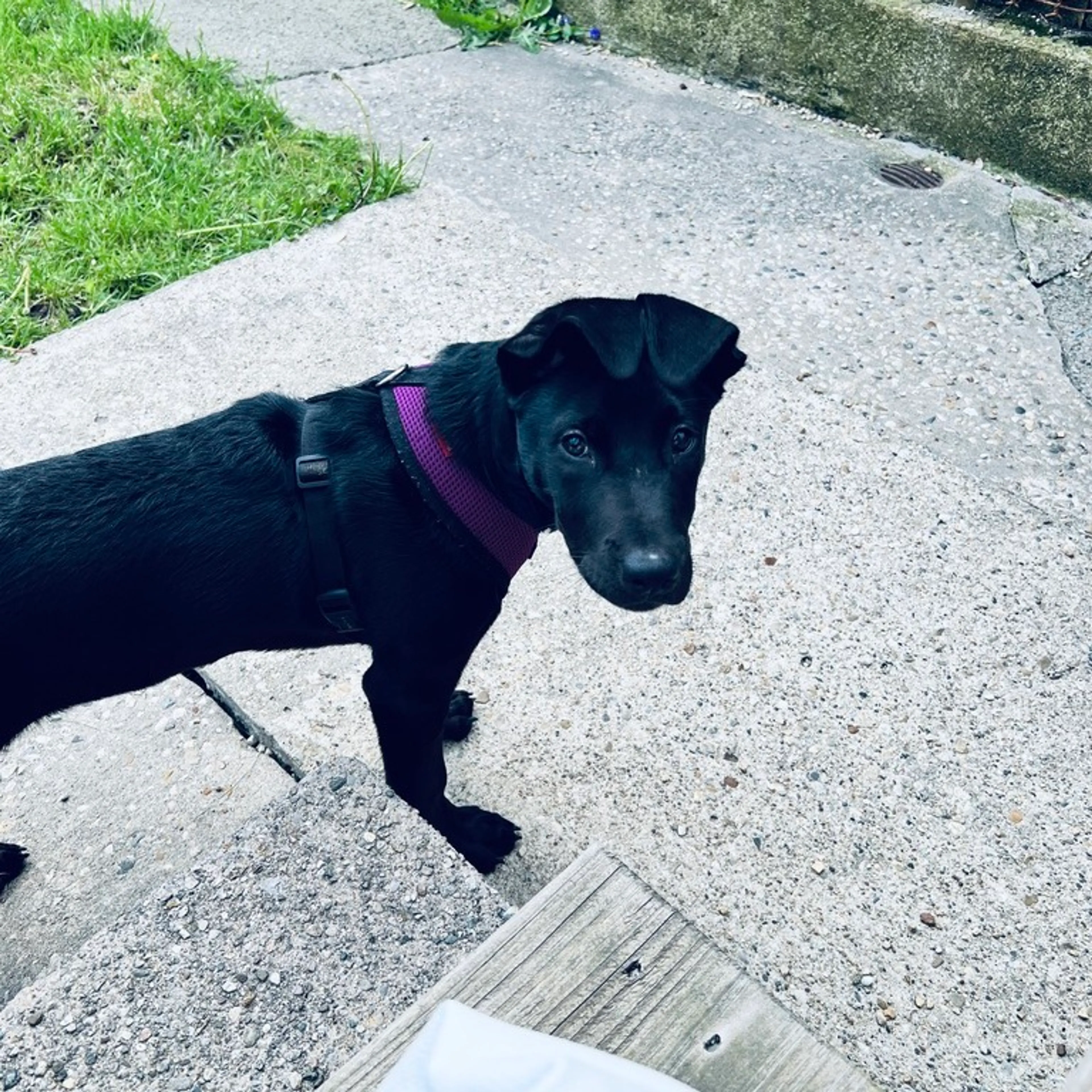 Found pet-1