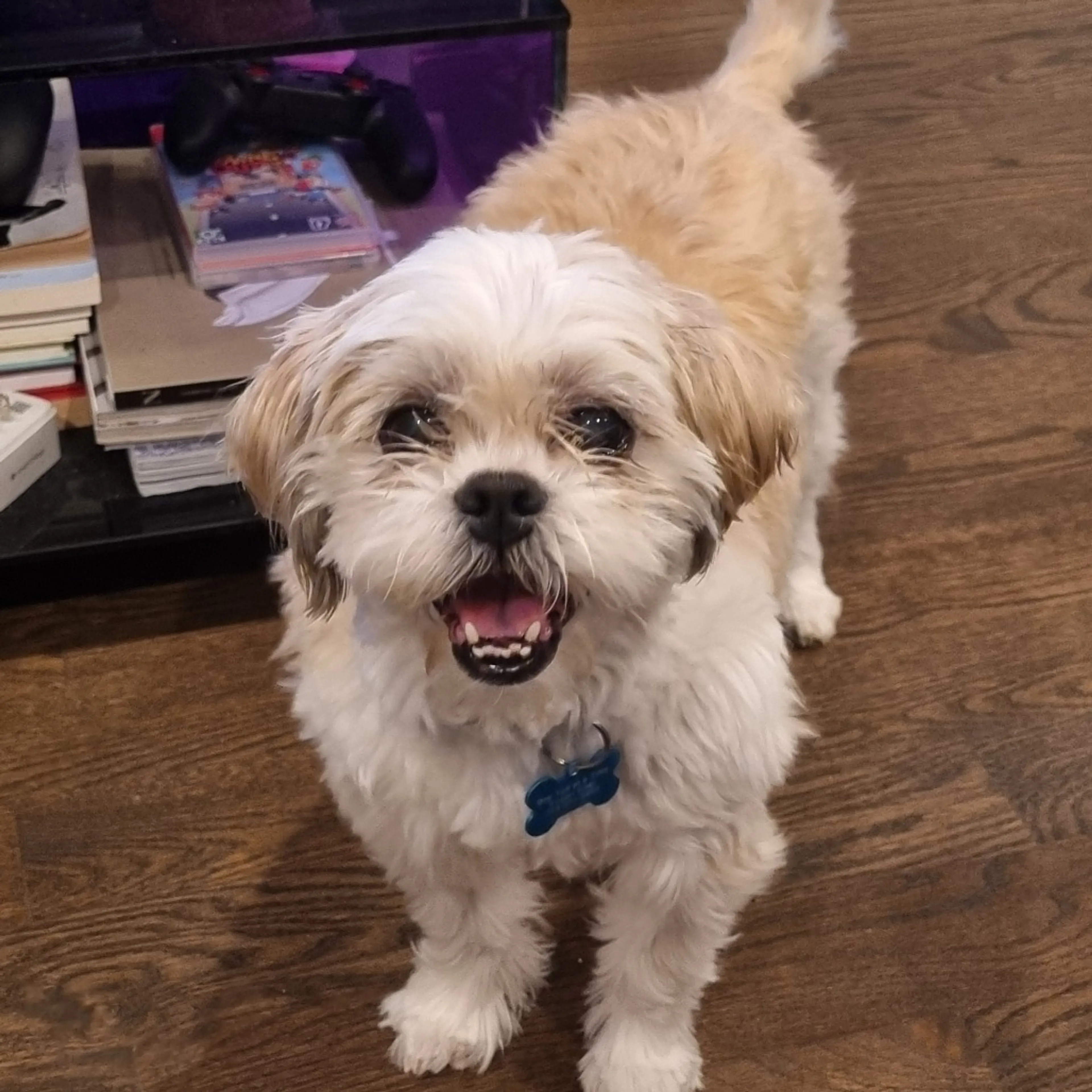 Found pet-0