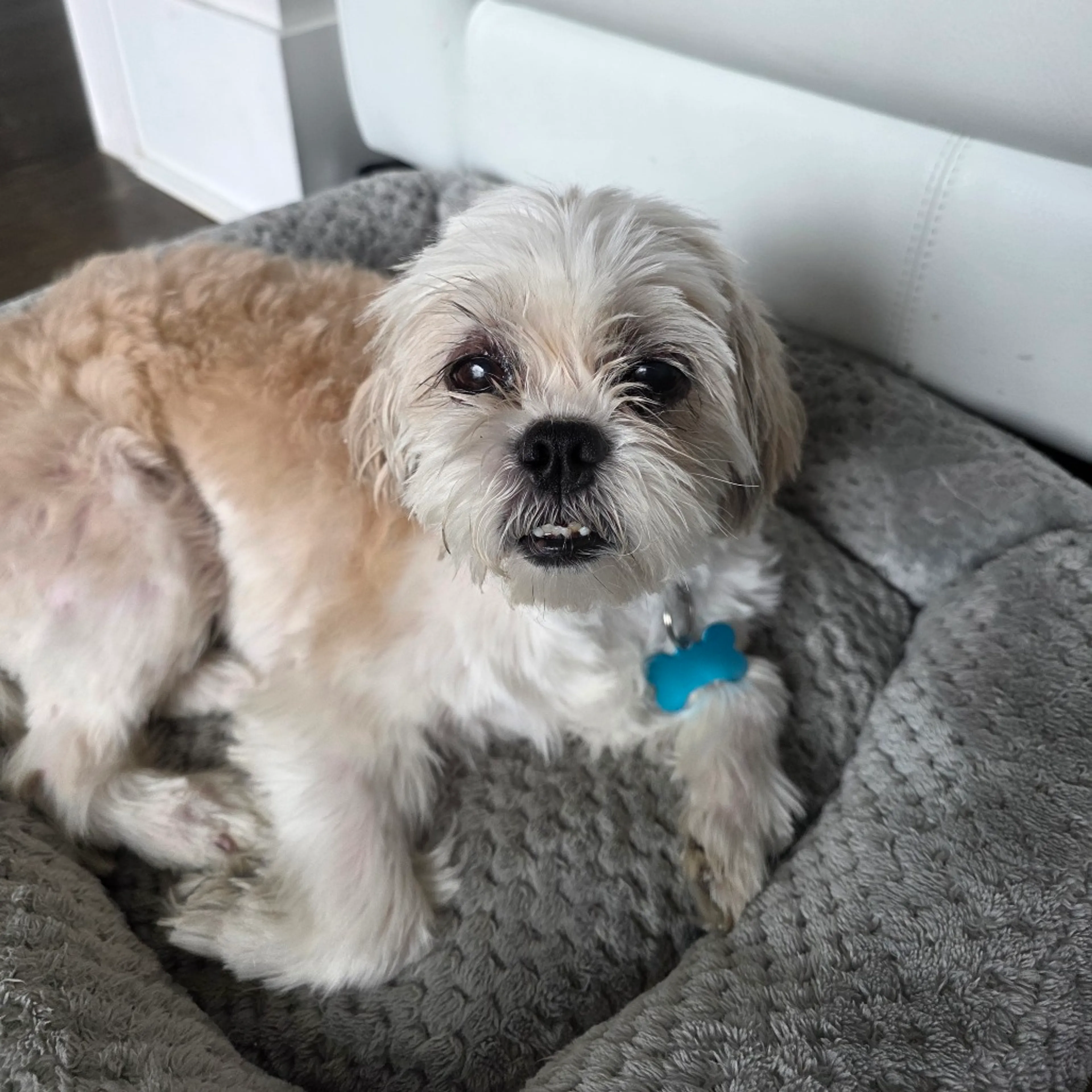 Found pet-2