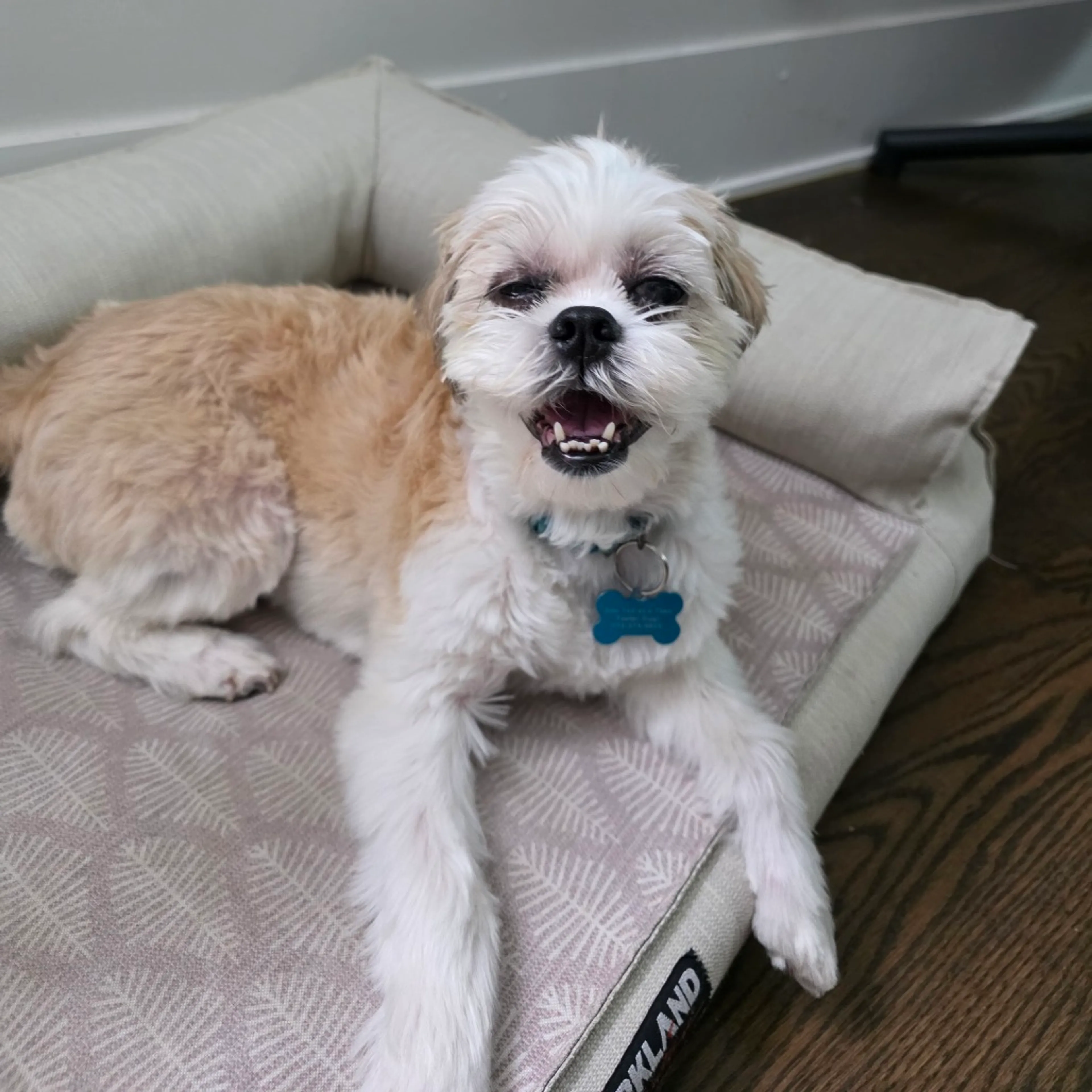 Found pet-5