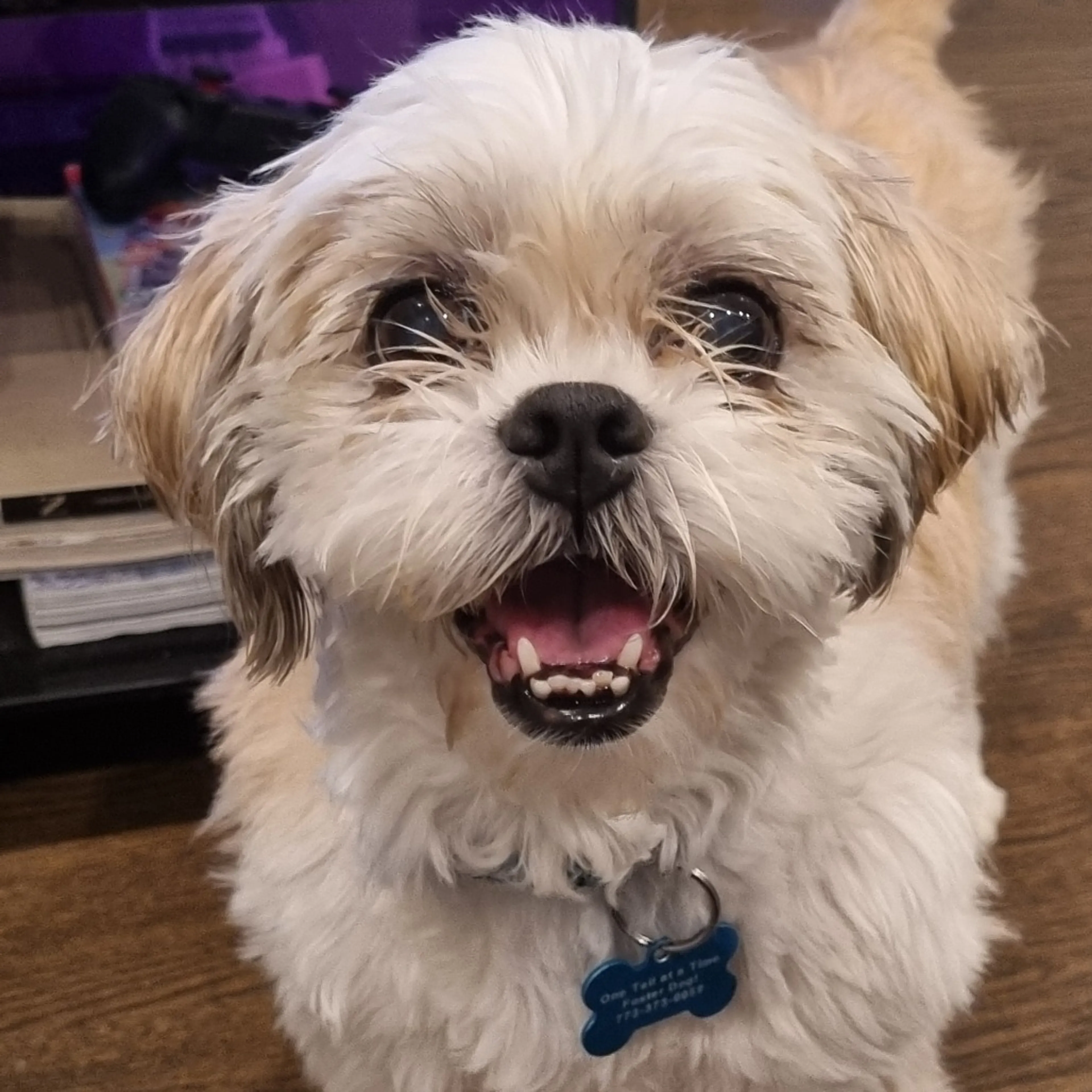Found pet-4