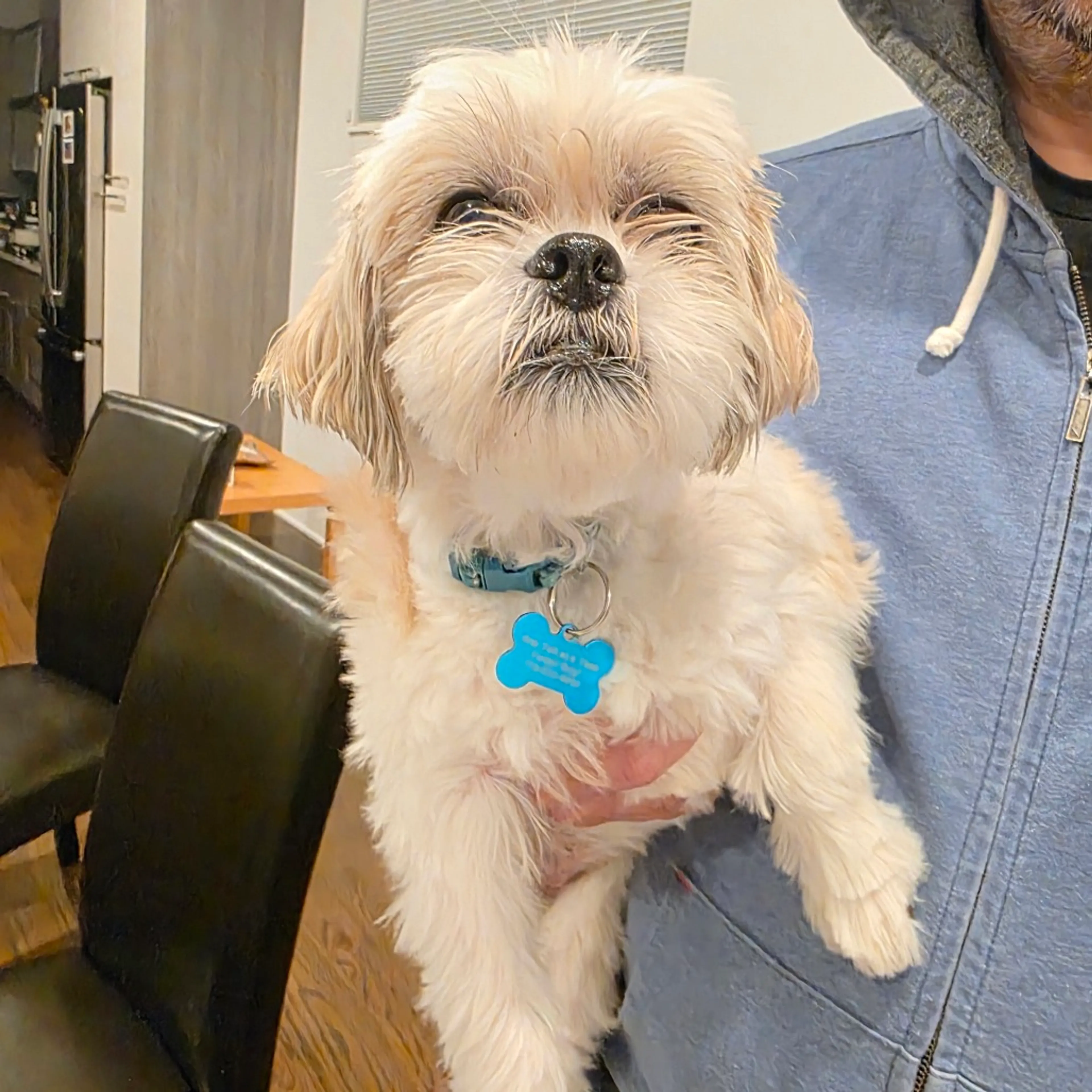 Found pet-3