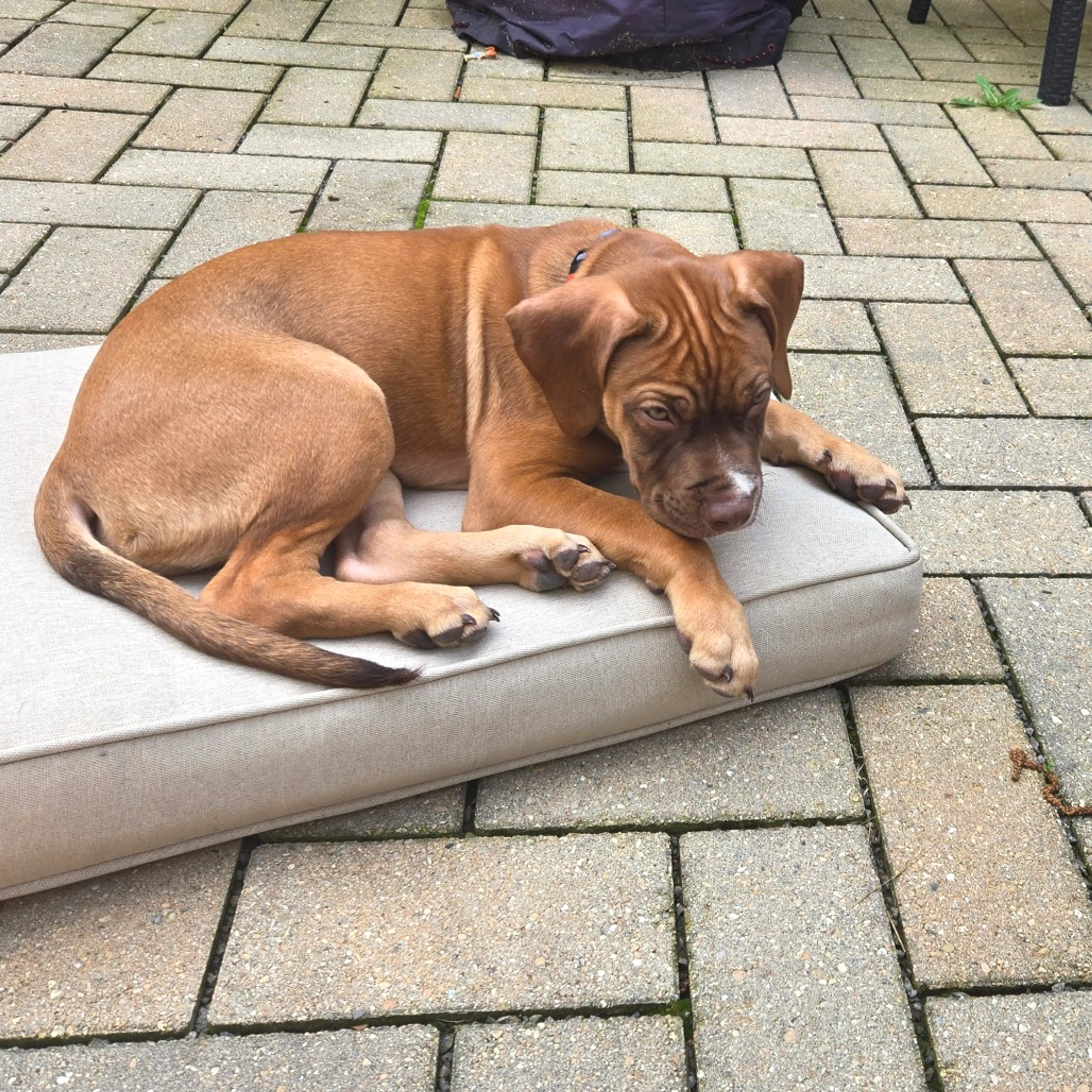Found pet-1