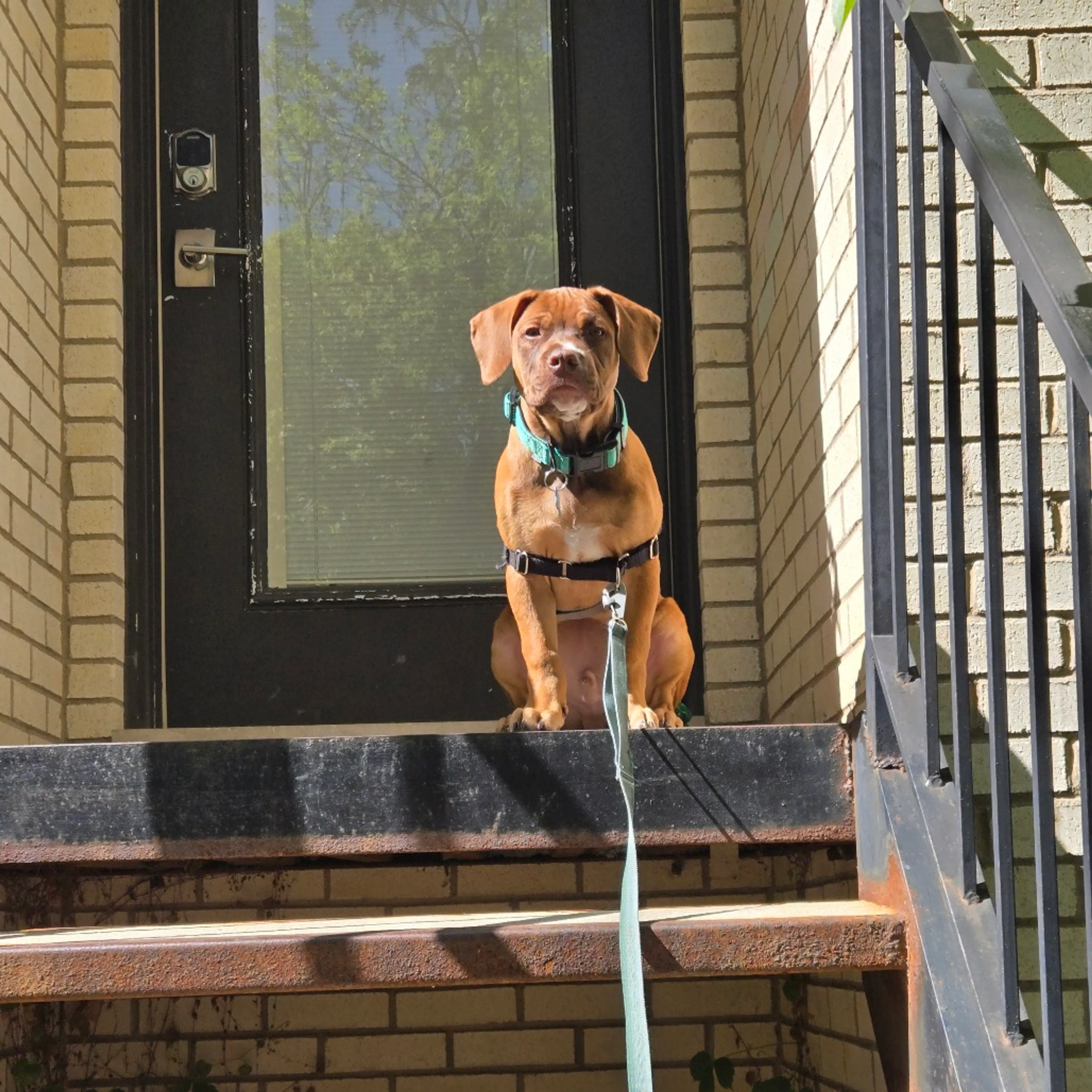 Found pet-8