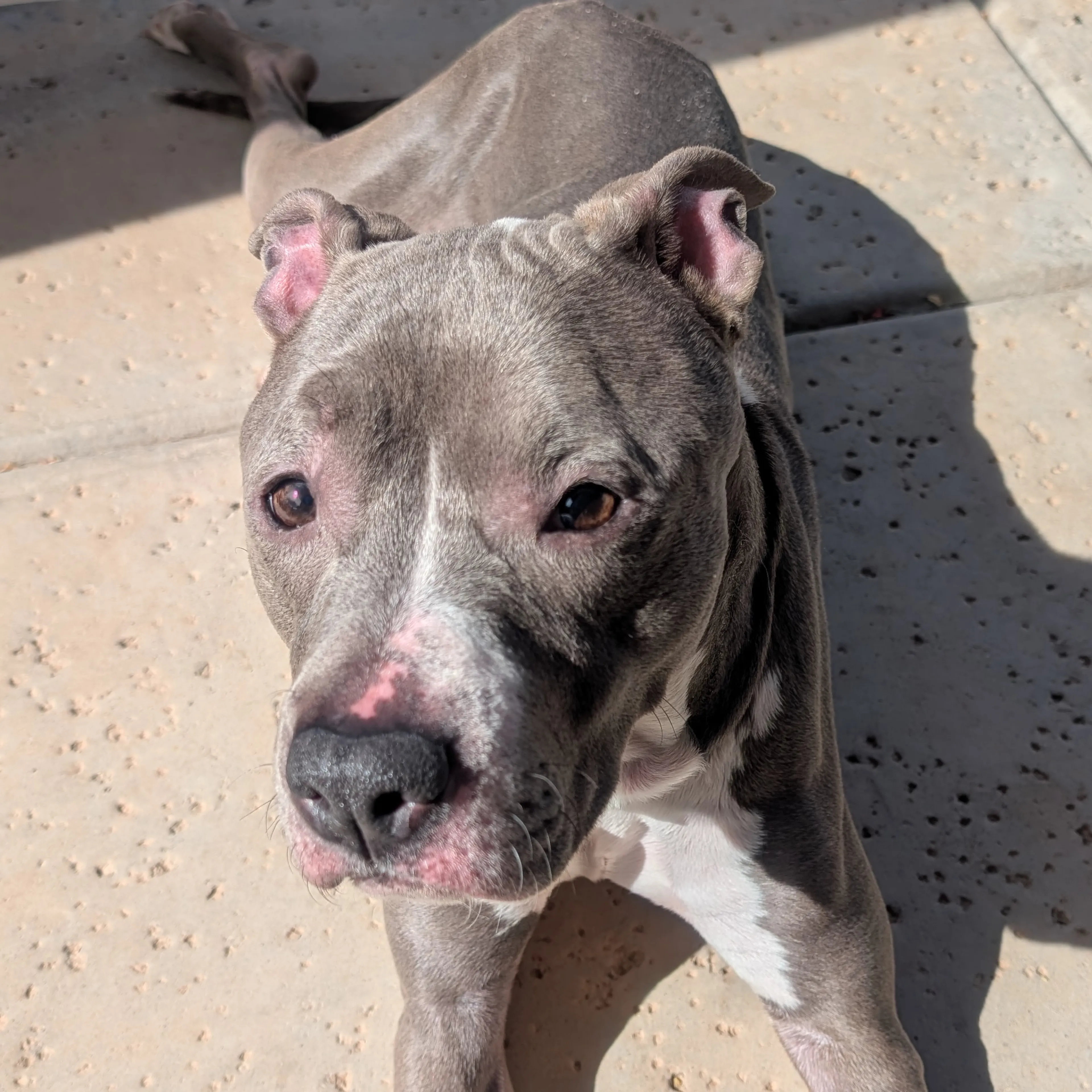 Found pet-2