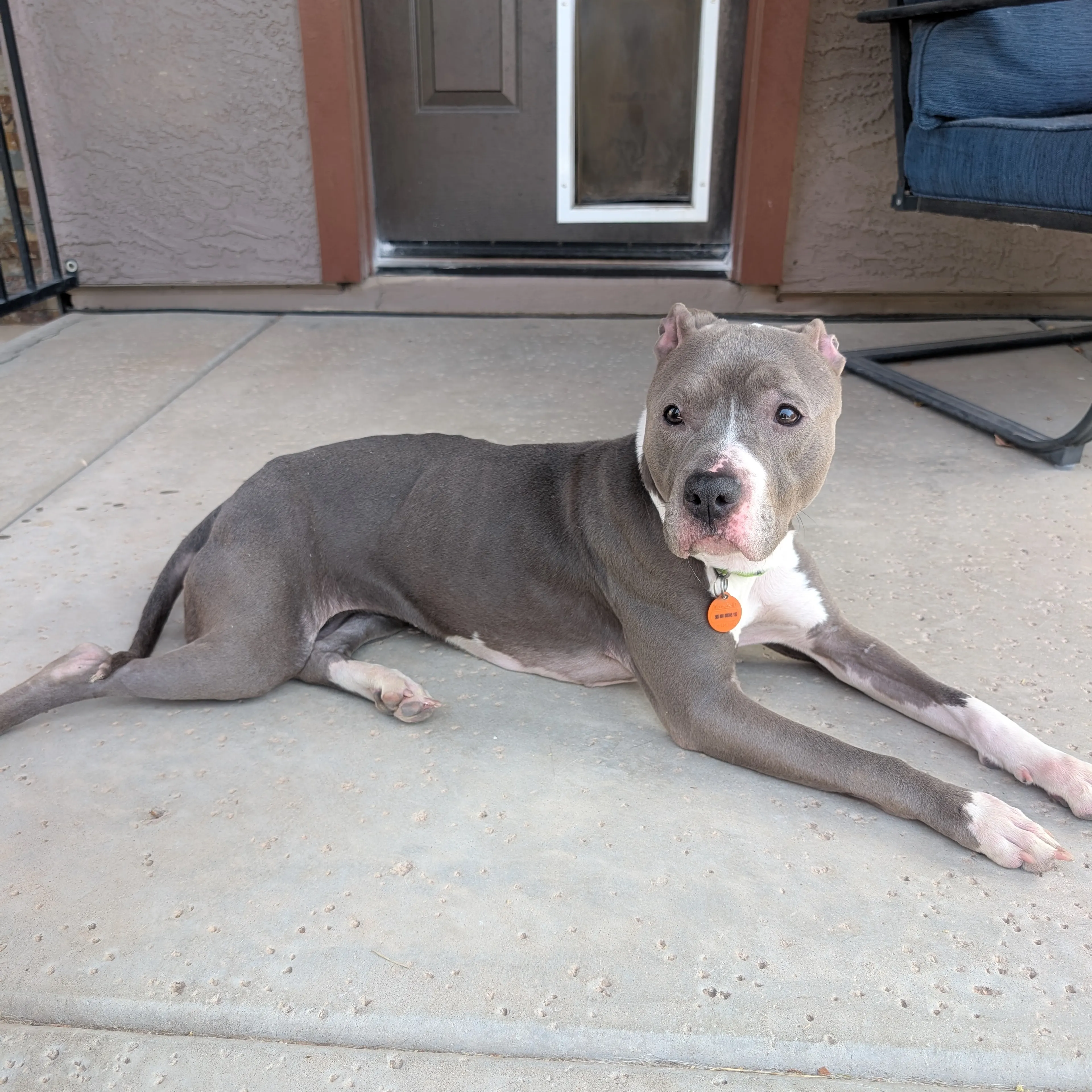 Found pet-1