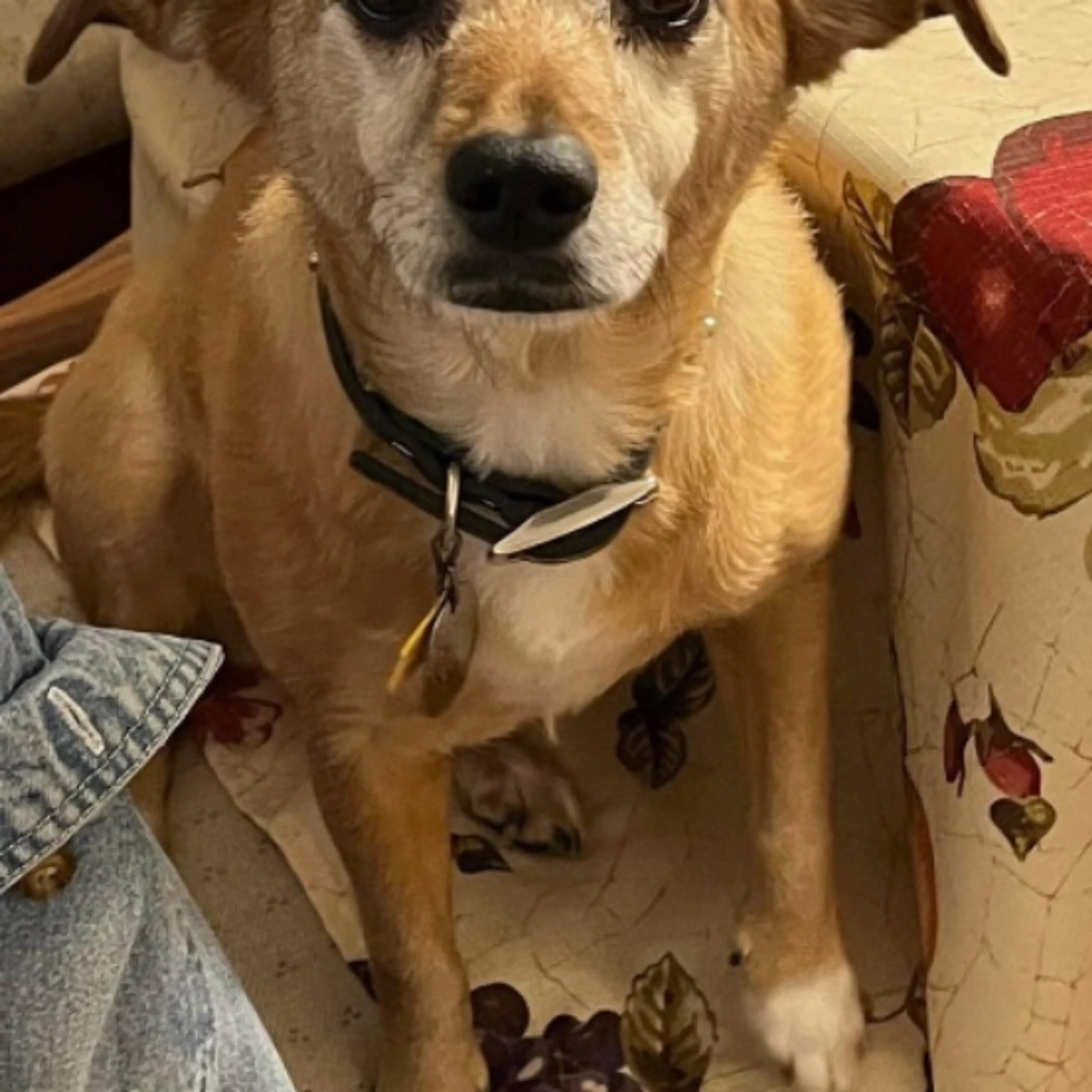 Lost pet