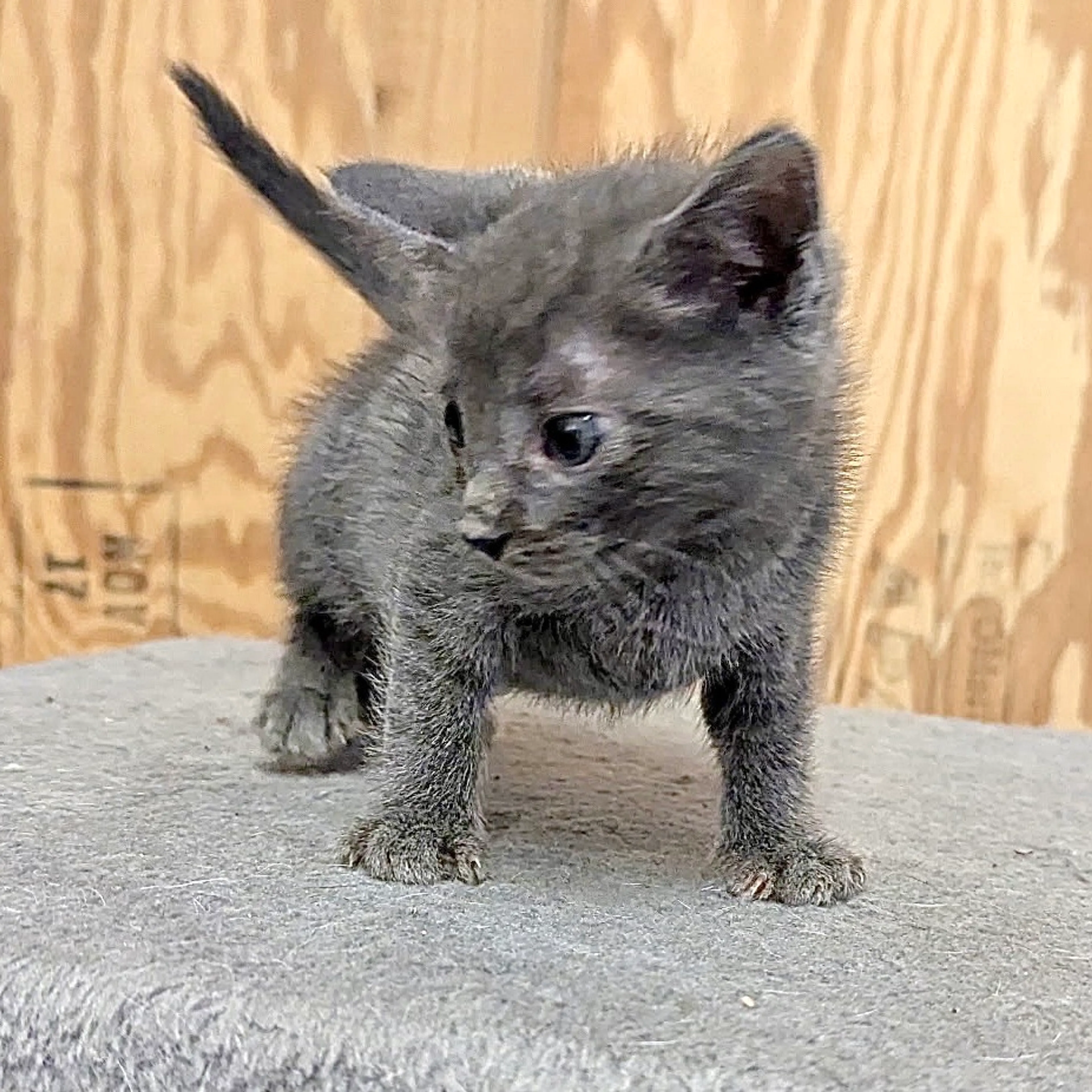 Found pet-0