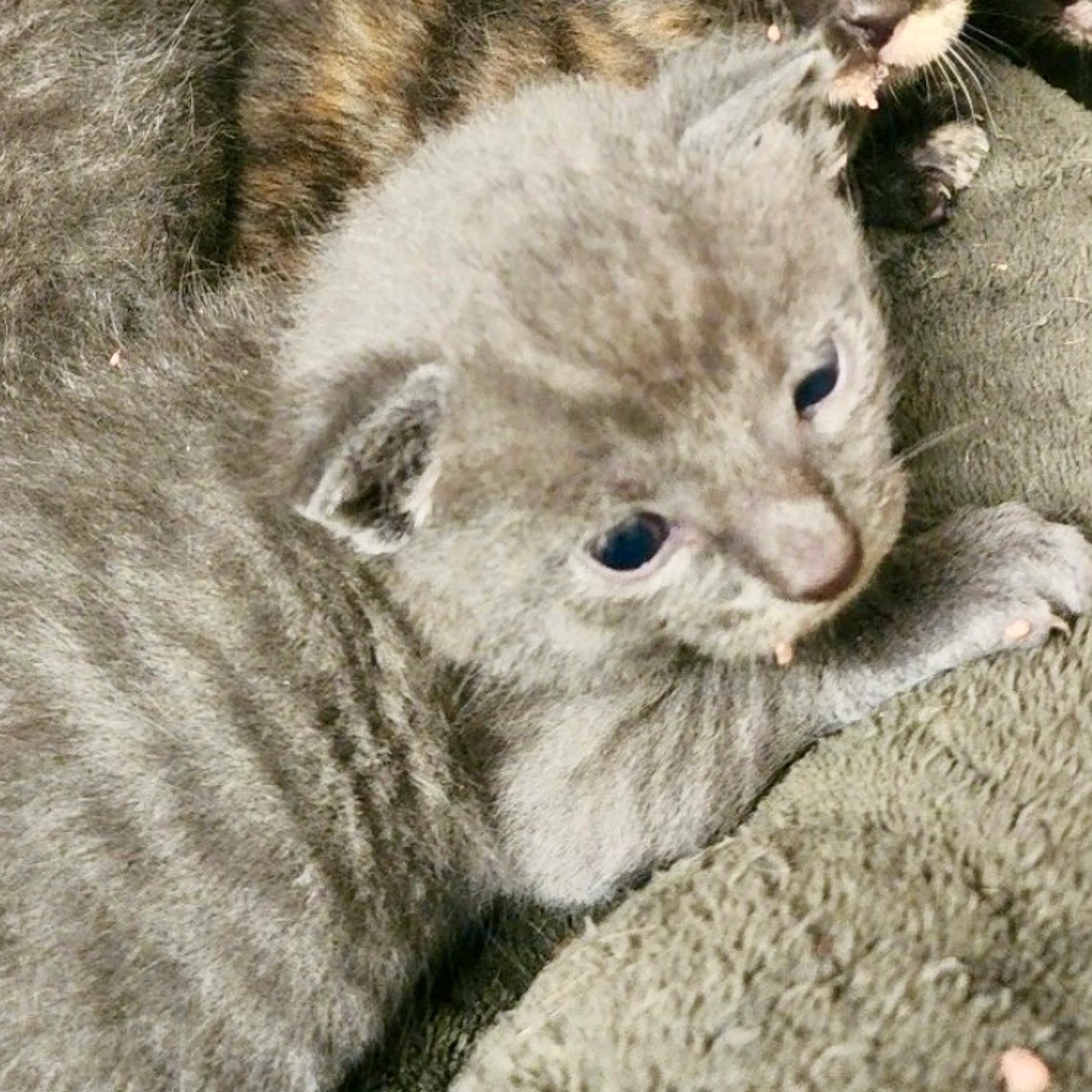 Found pet-1