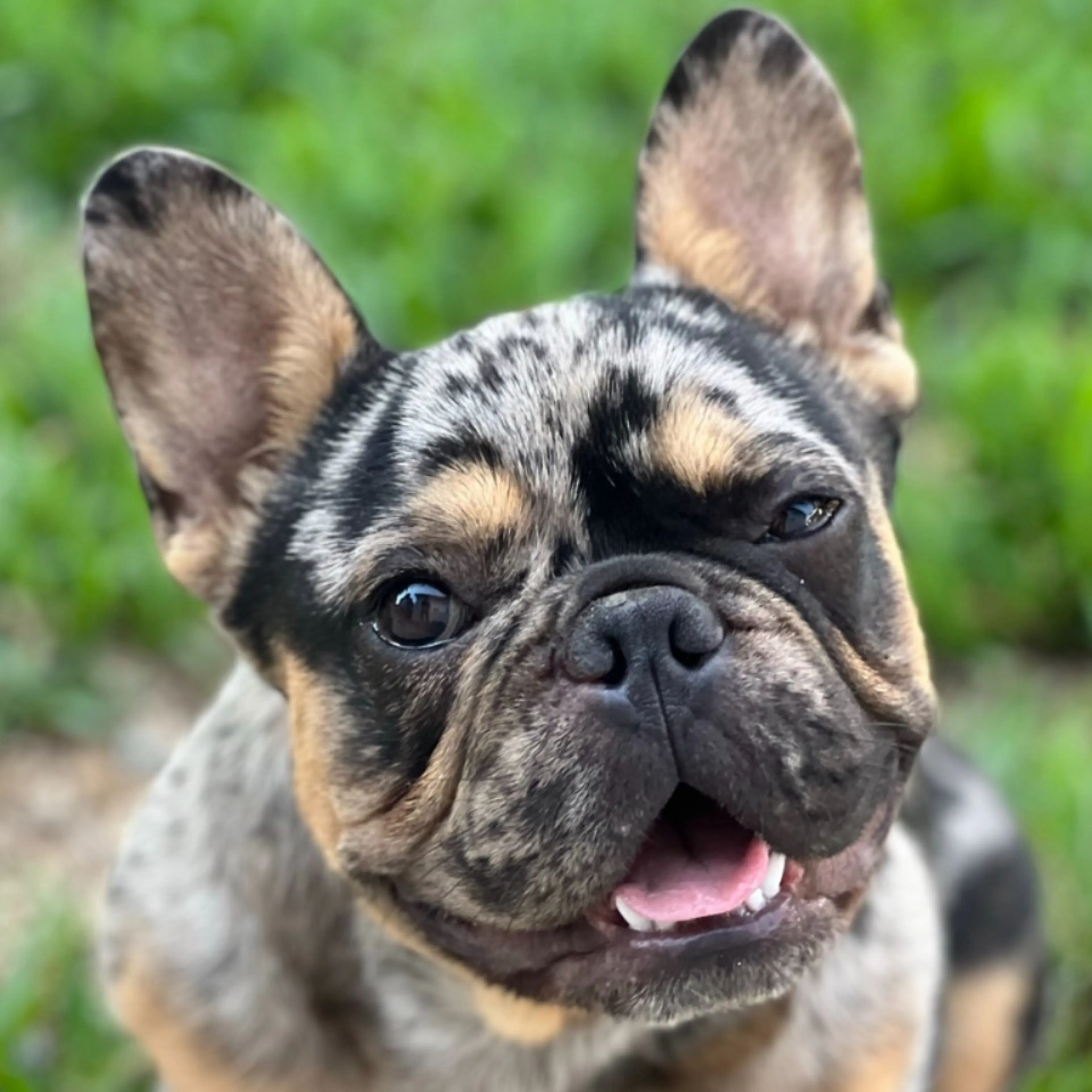 Lost pet