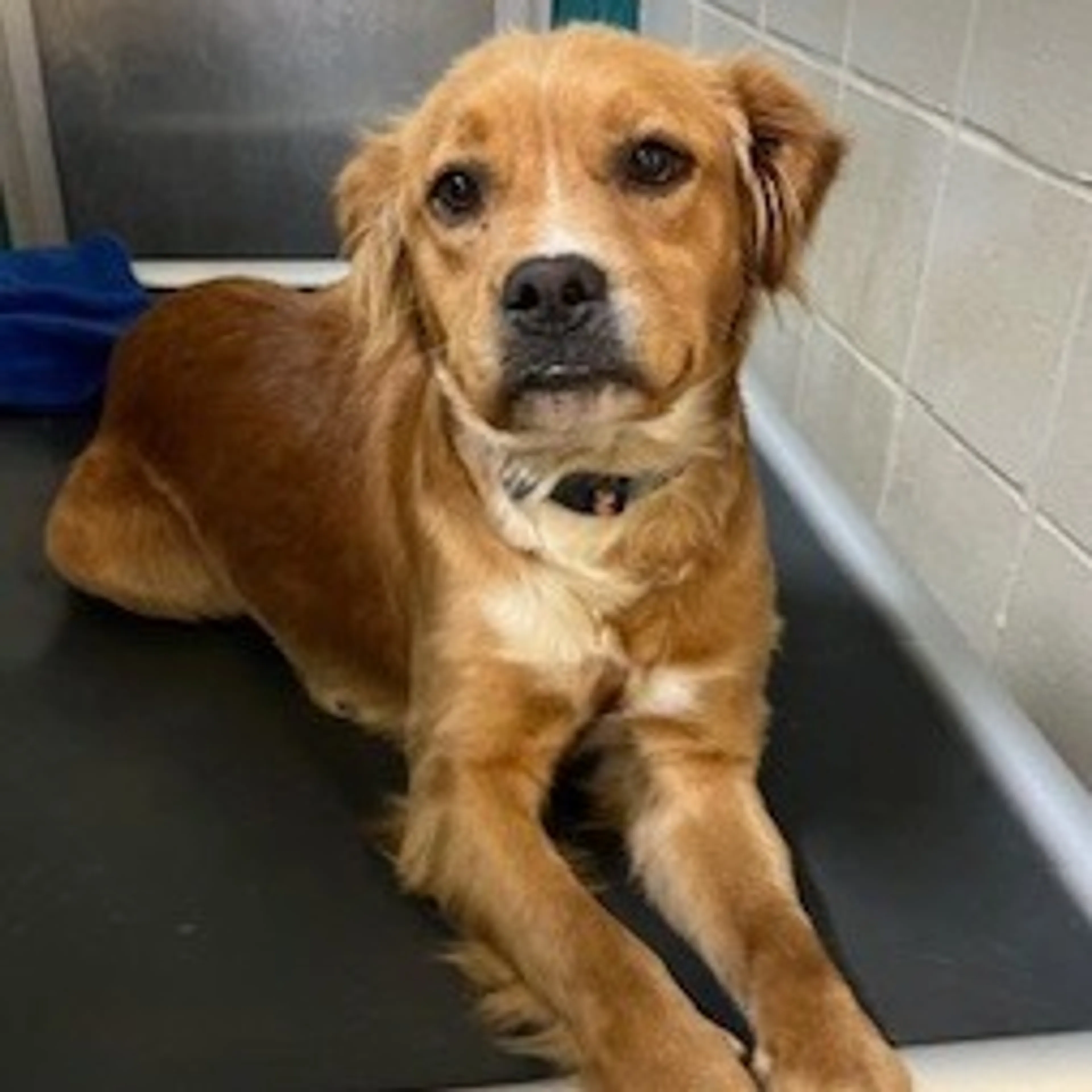 Found pet-1
