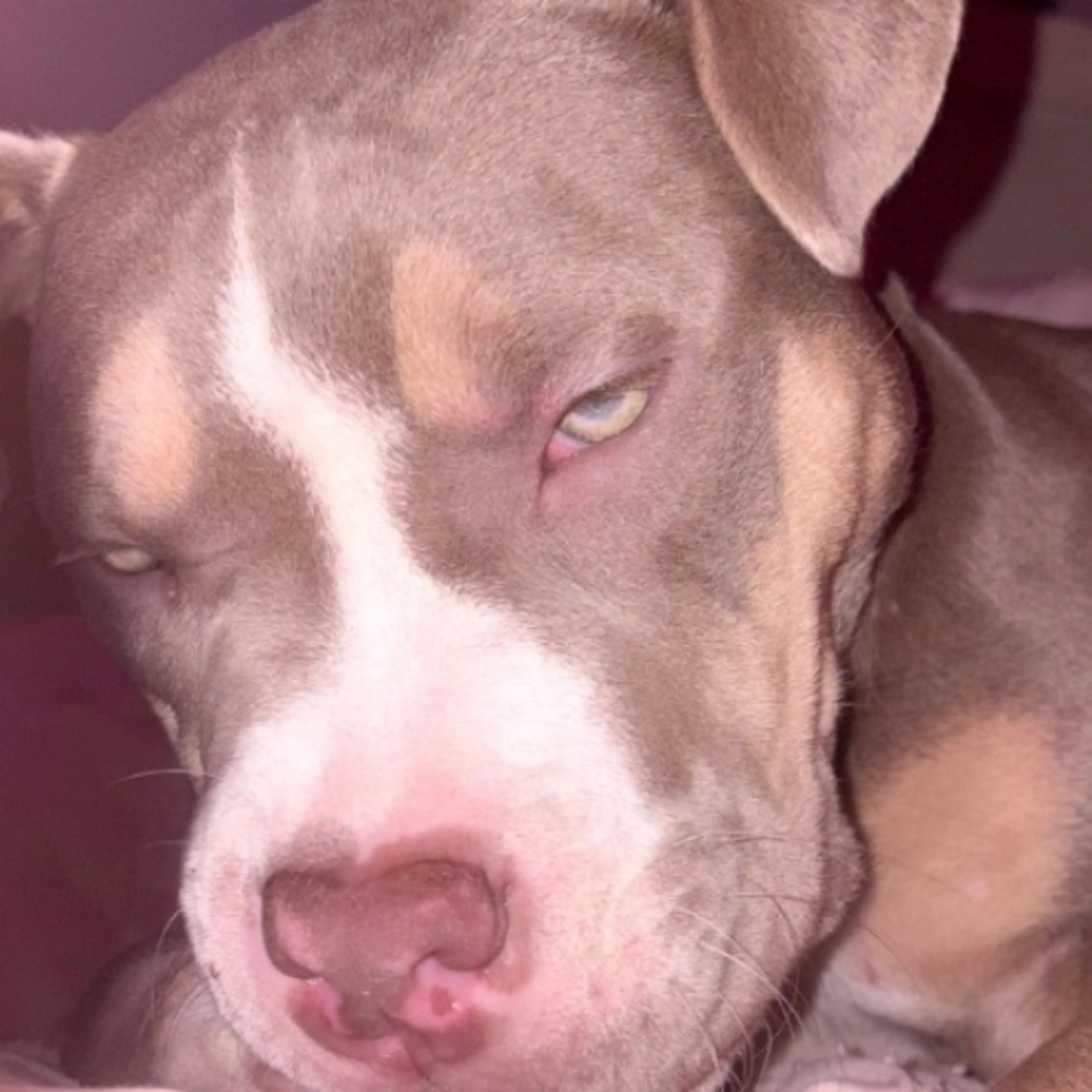 Lost pet
