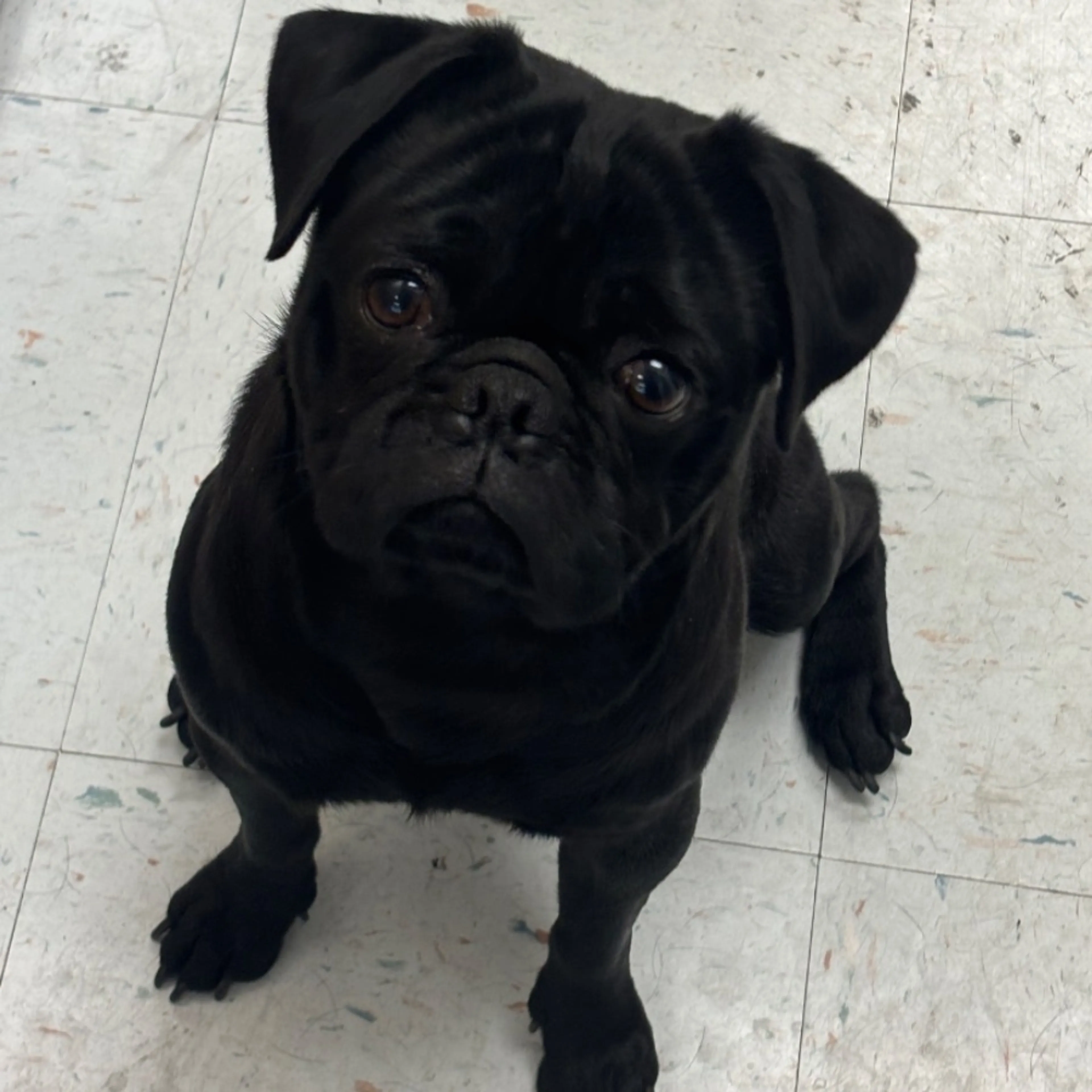 Found pet