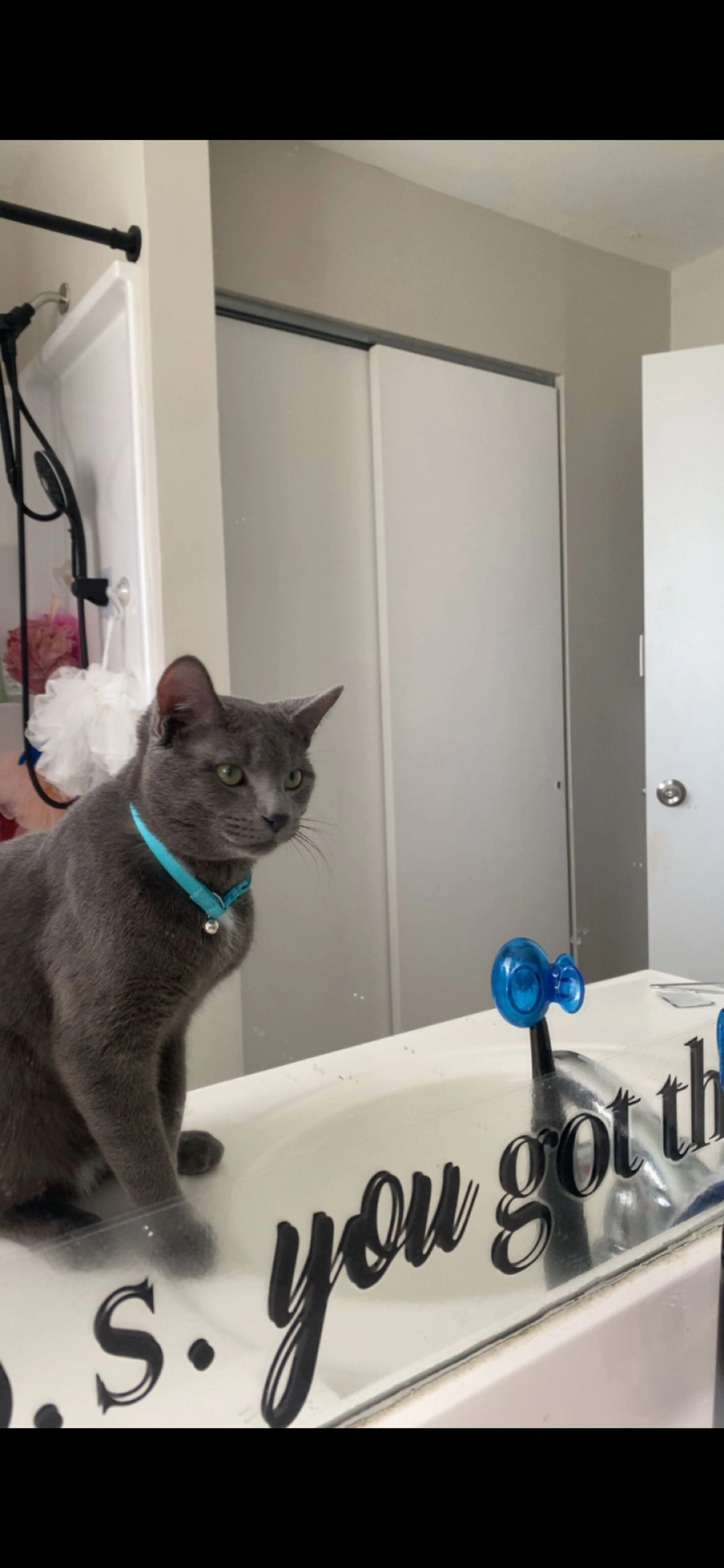 Lost pet