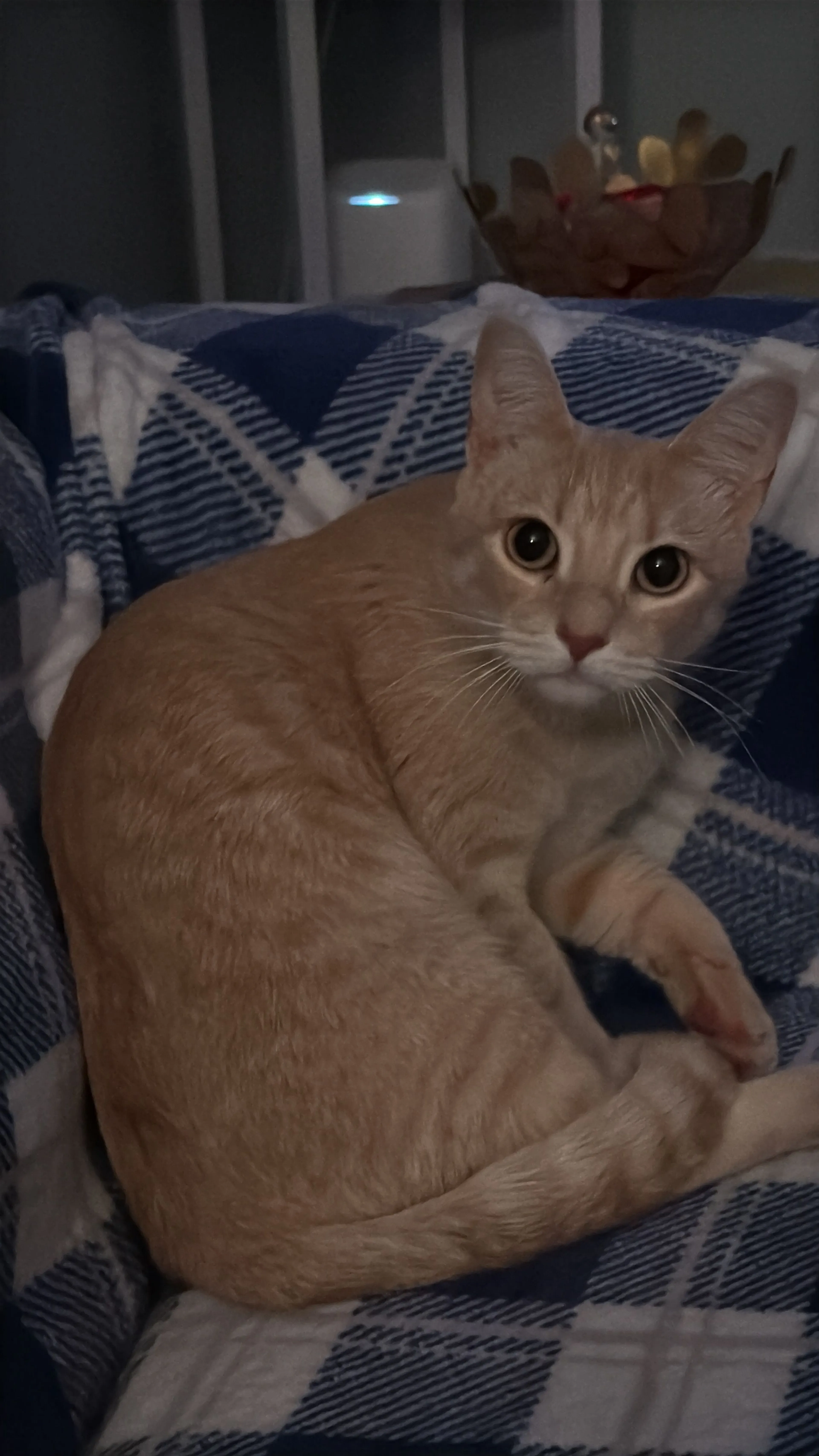 Lost pet-2