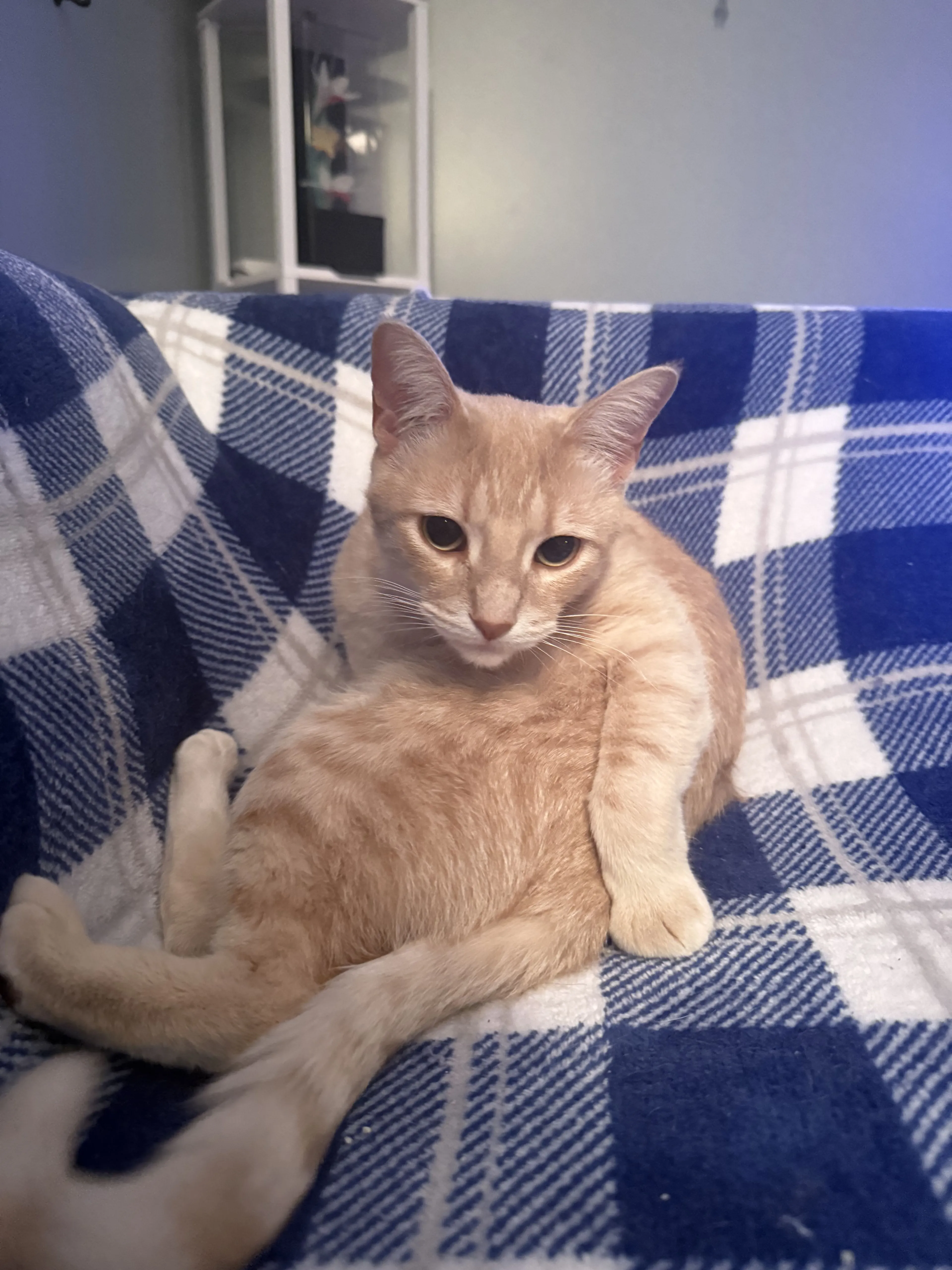 Lost pet-1