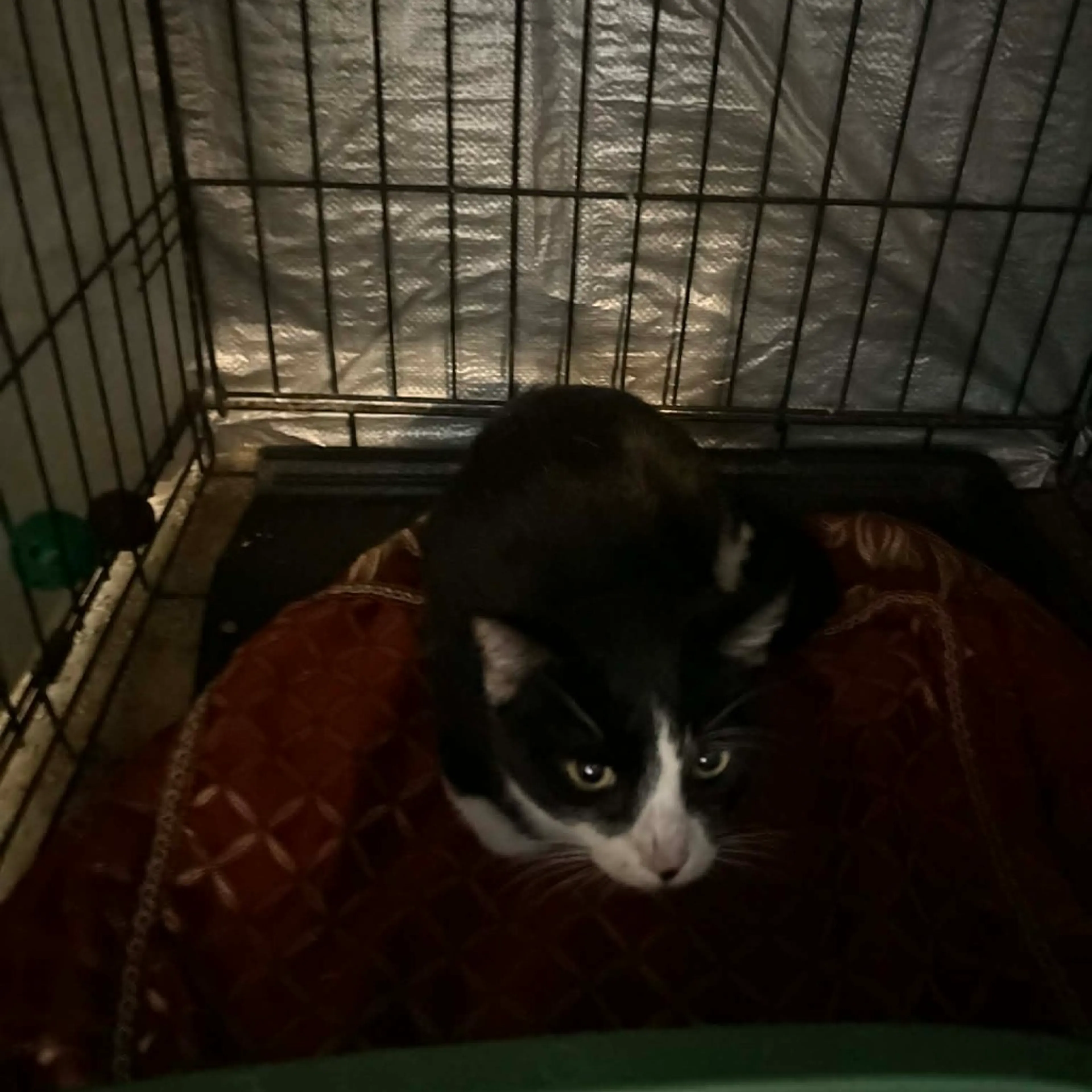 Found pet-1