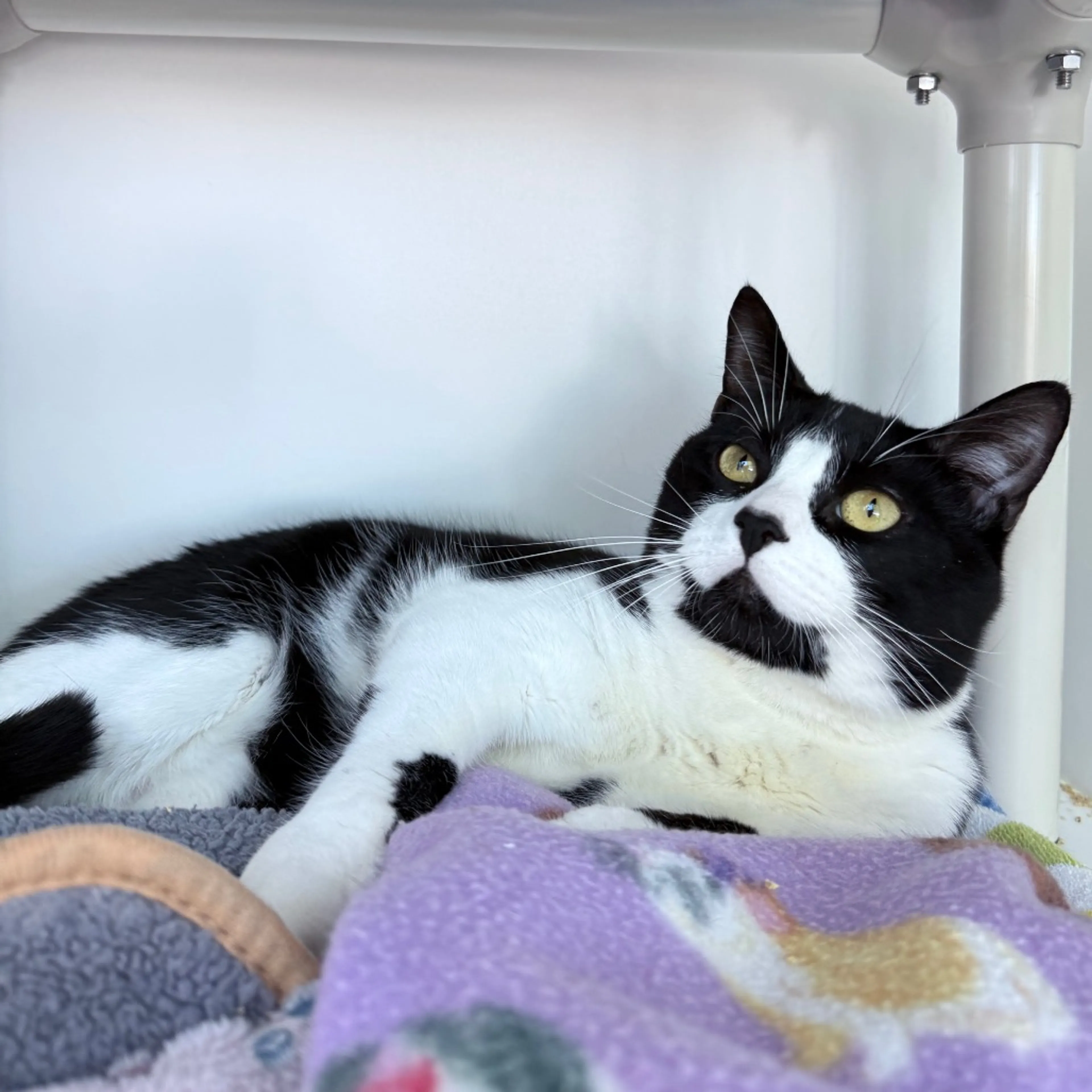 Found pet-2