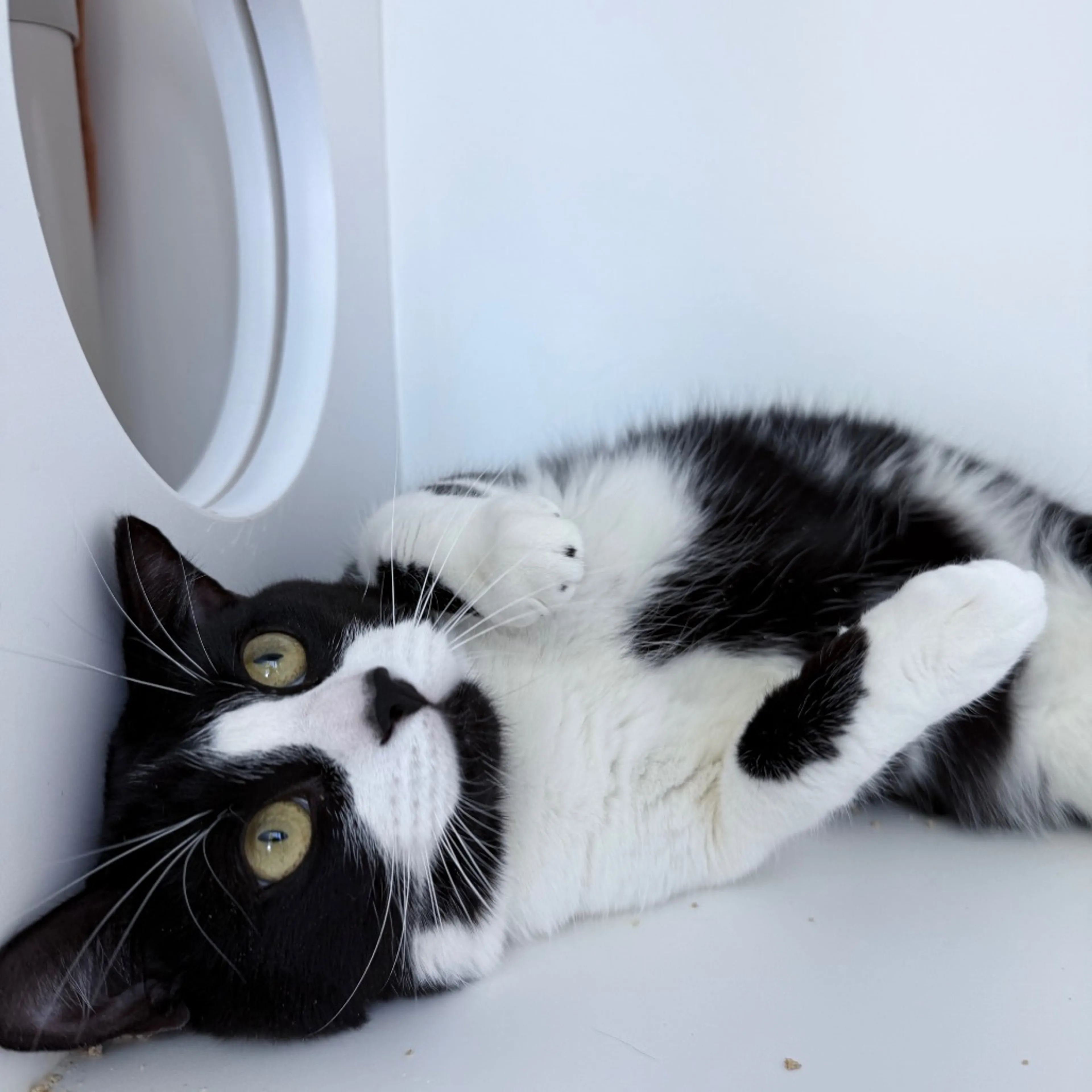 Found pet-3