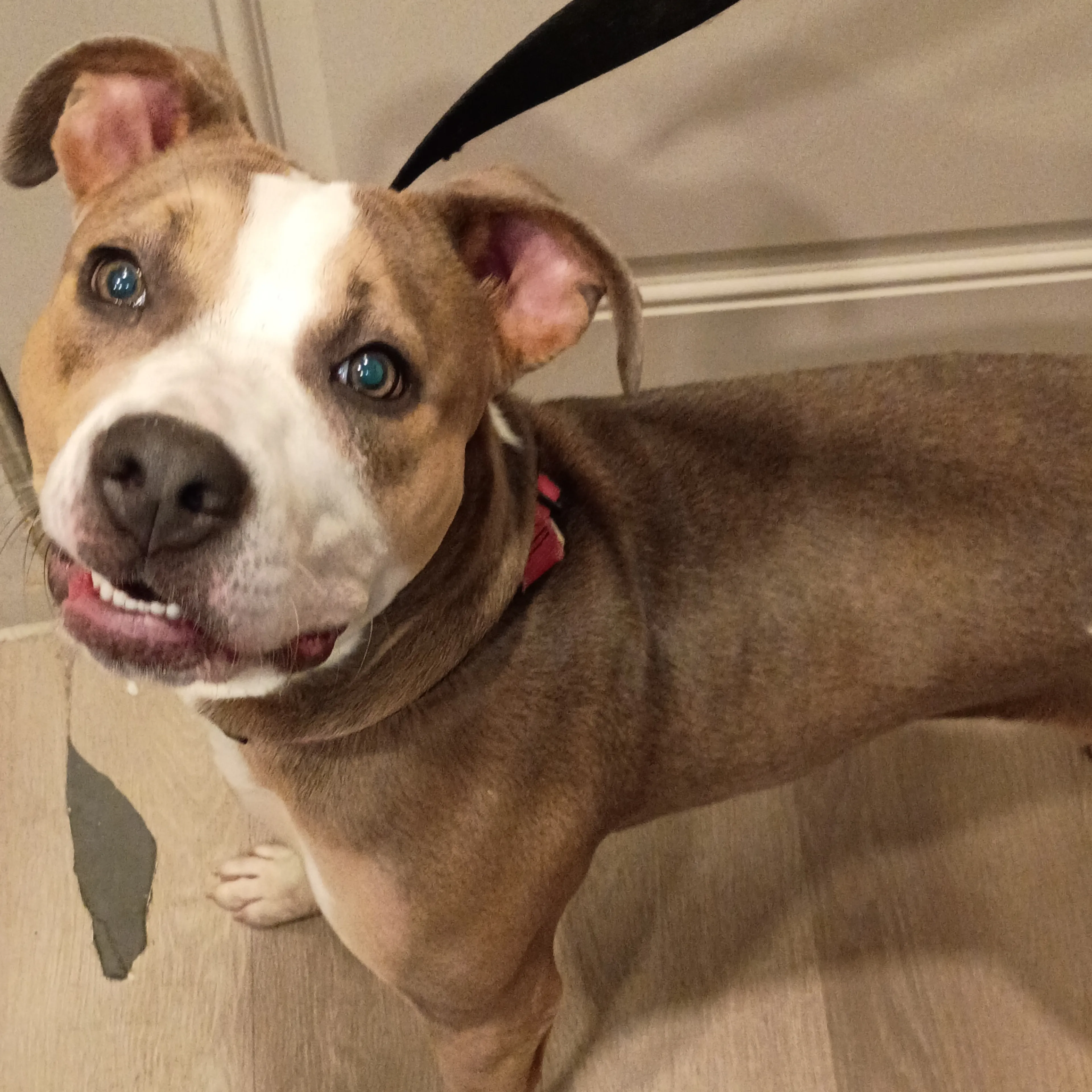 Found pet-1