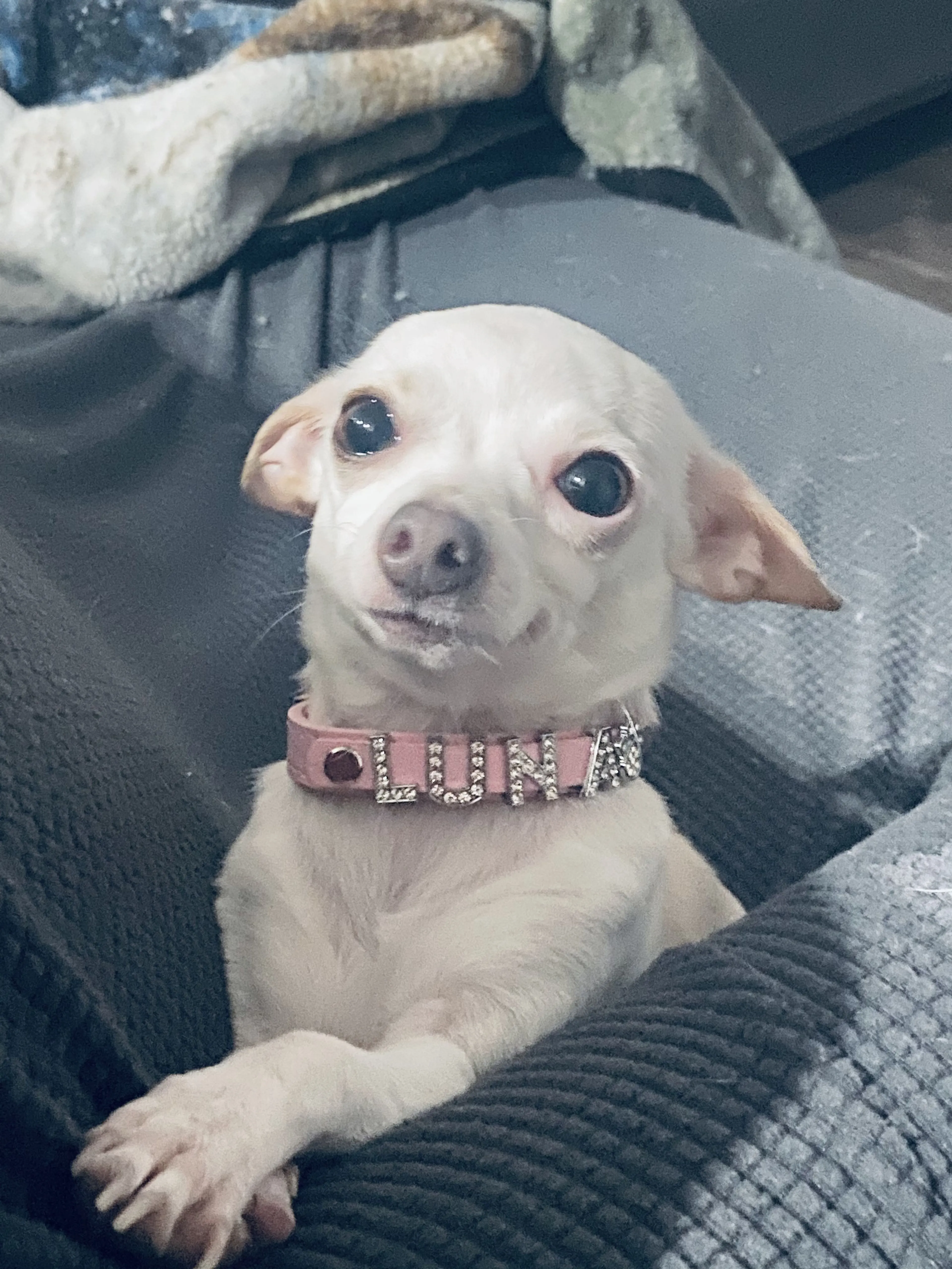 Lost pet-1