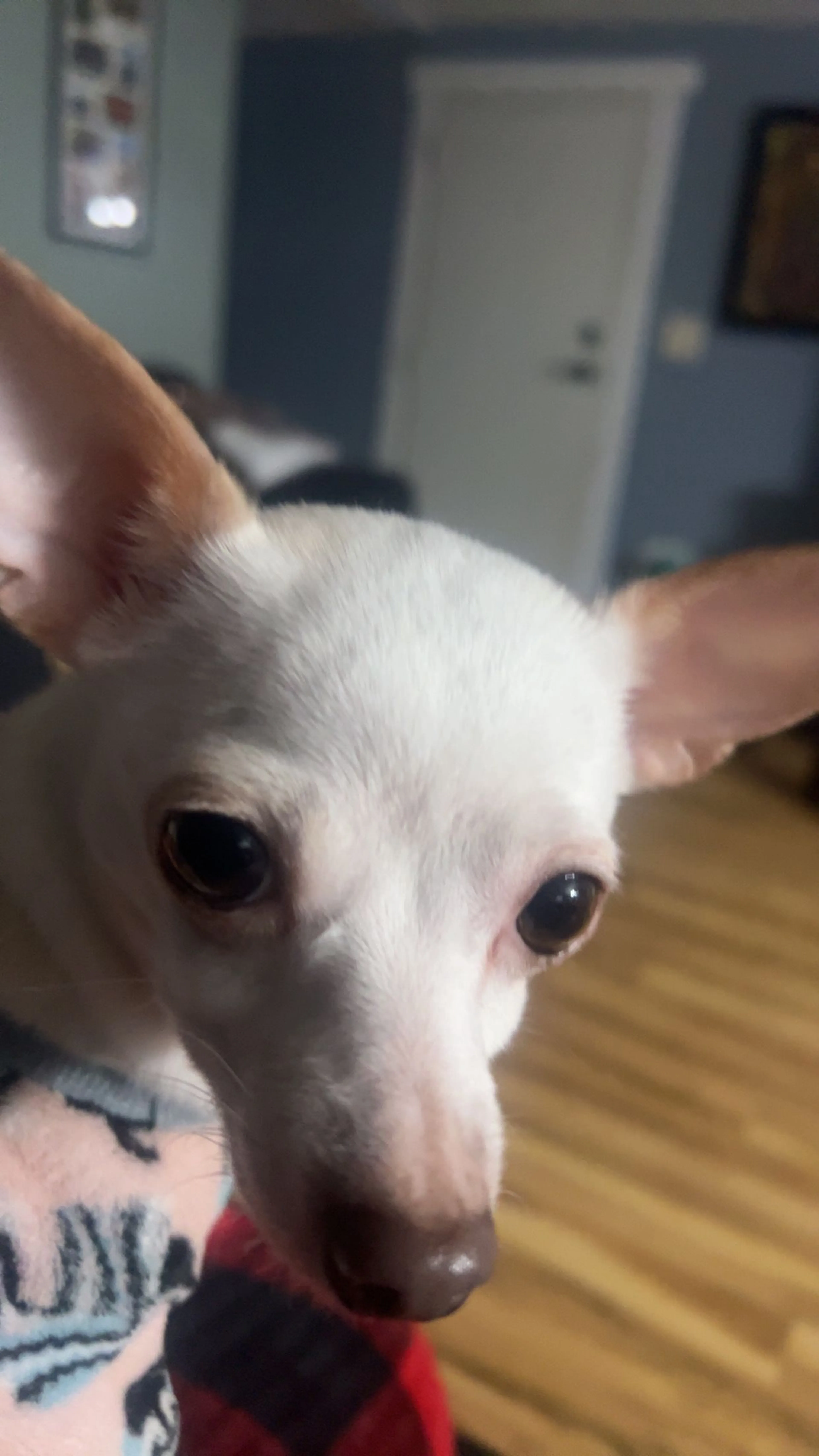 Lost pet-0