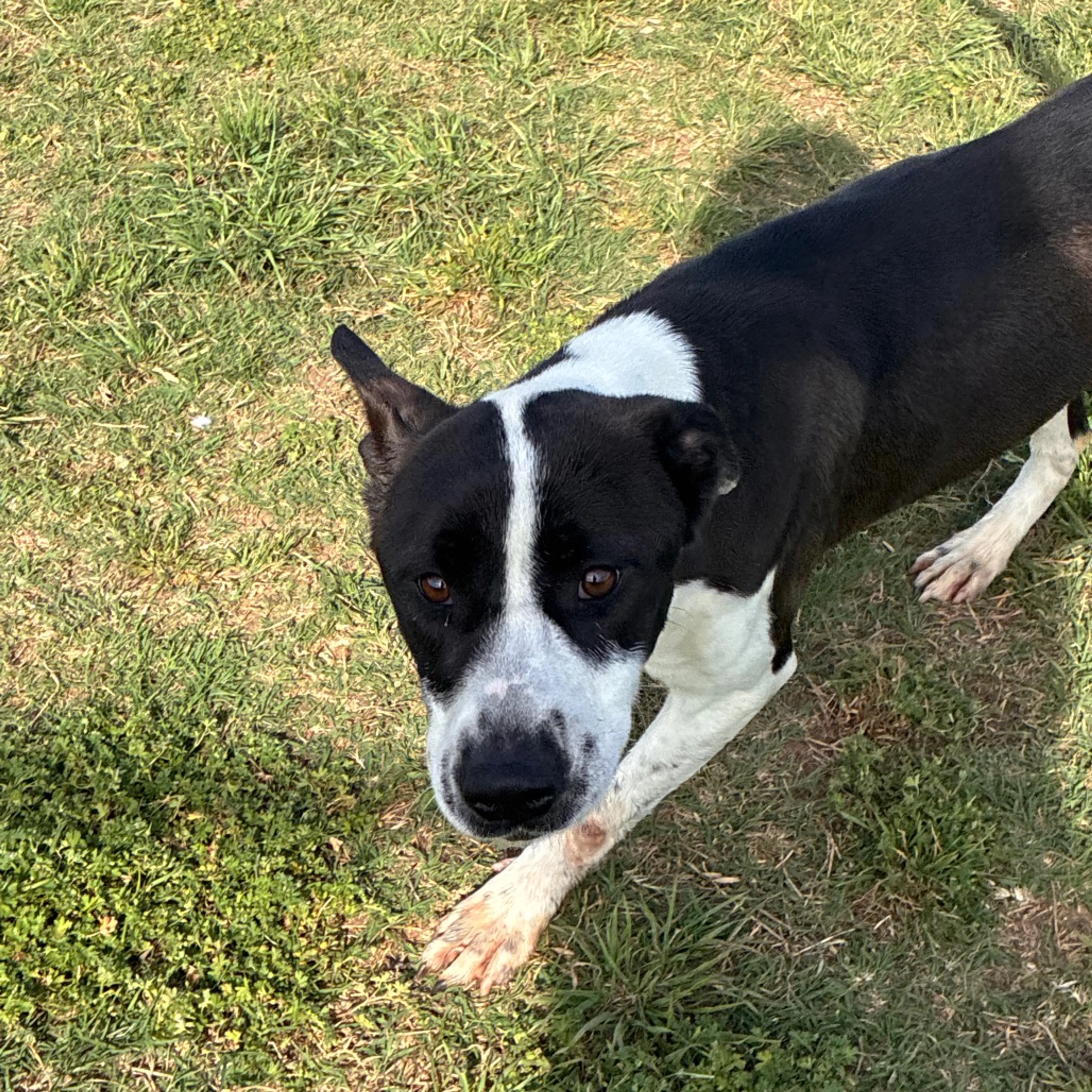 Found pet-3