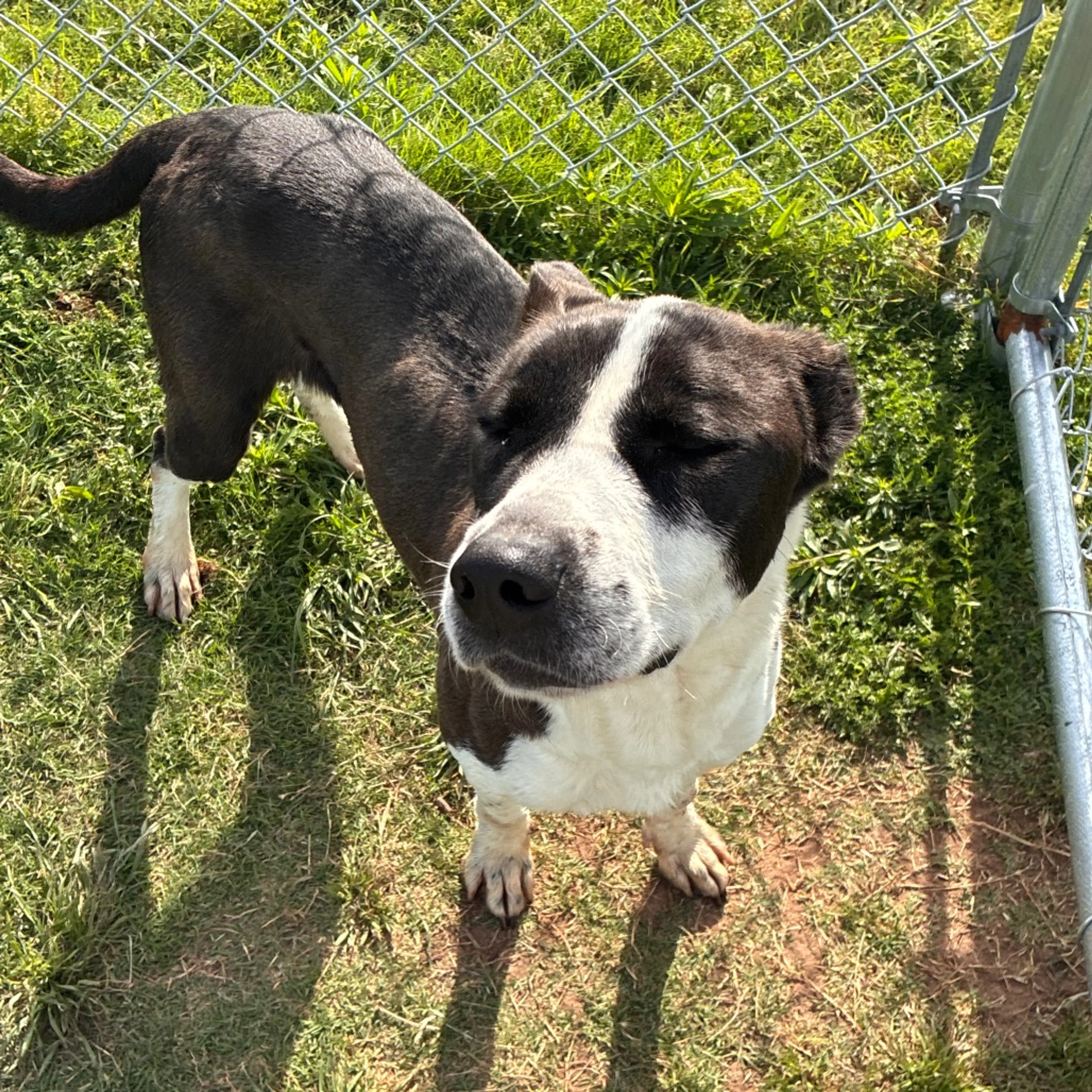 Found pet-2