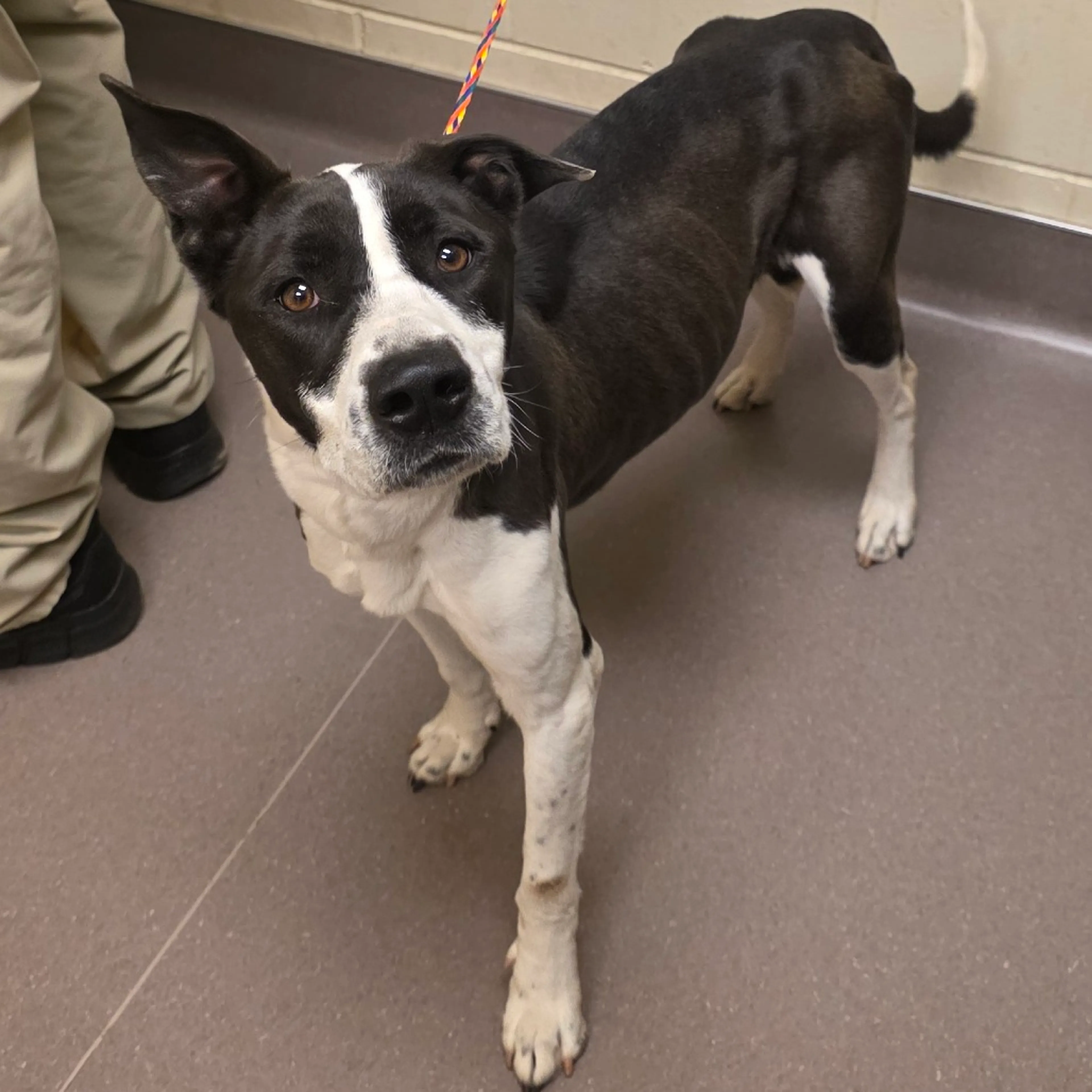 Found pet-1