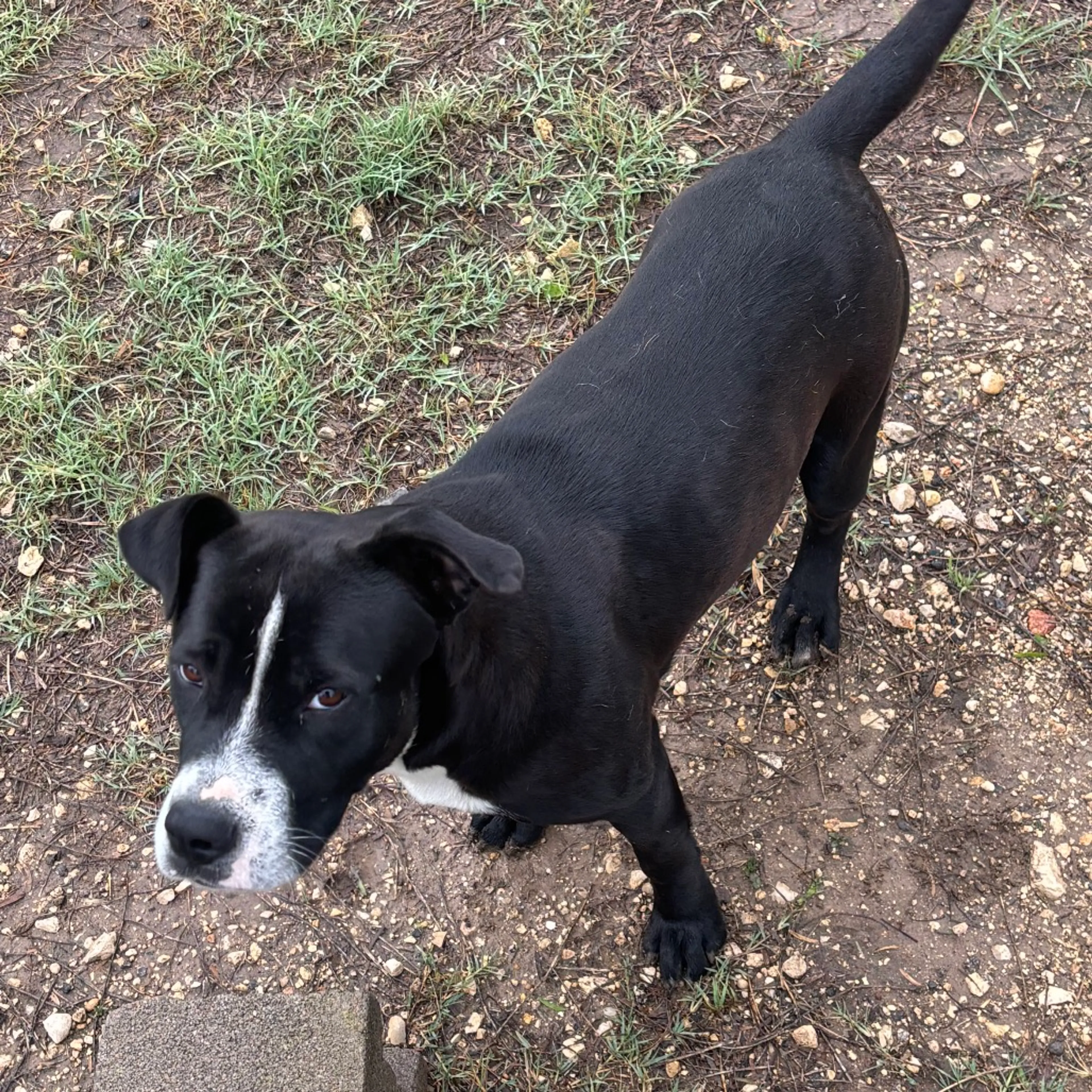 Found pet