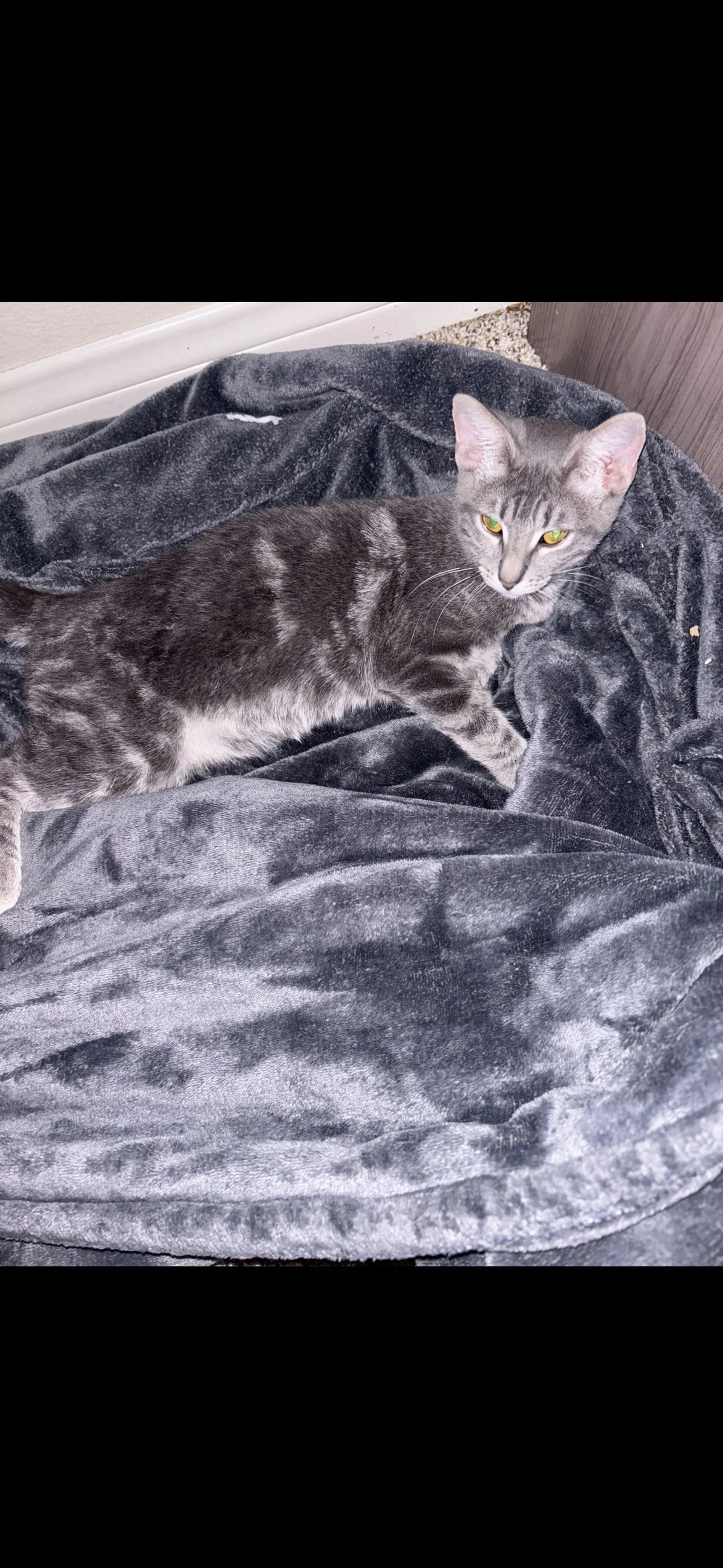 Lost pet-1