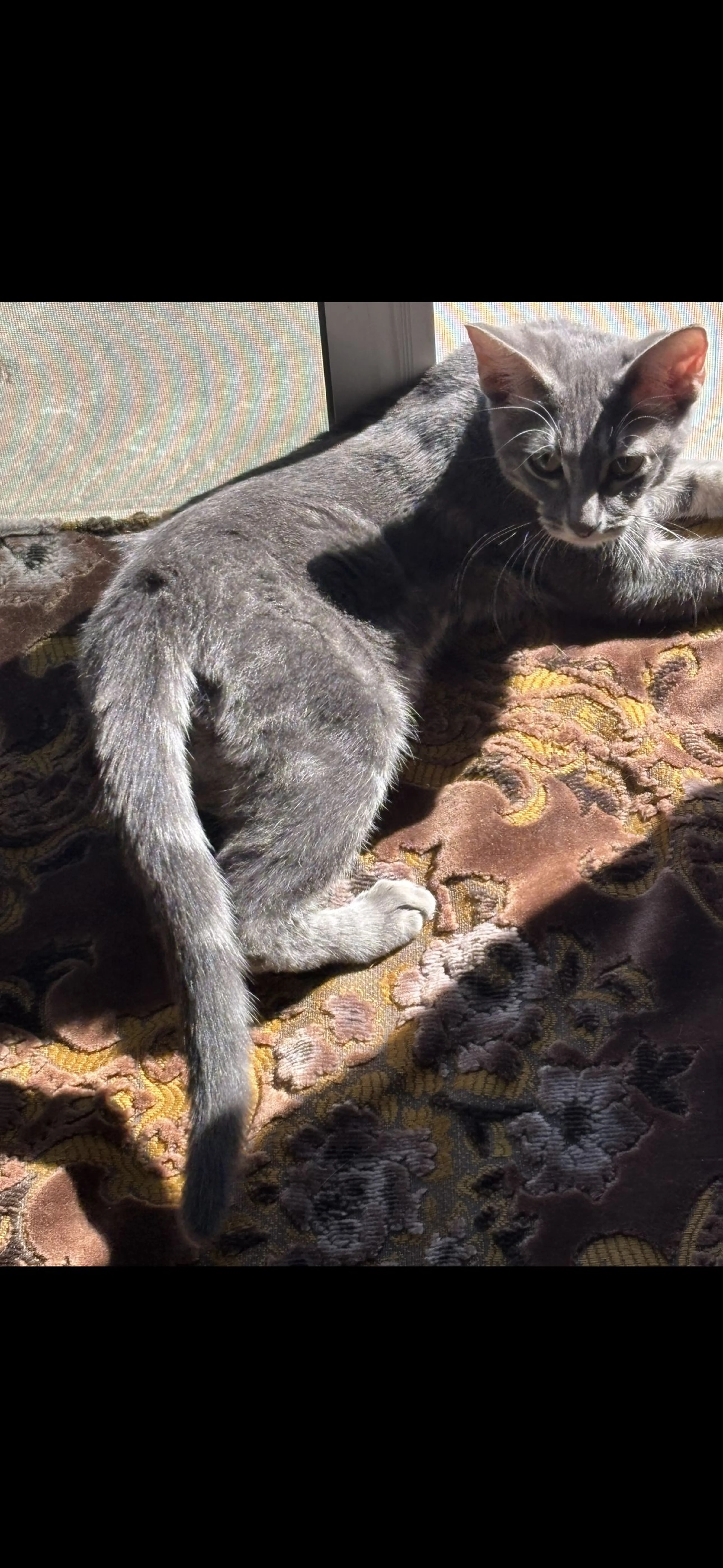 Lost pet-0