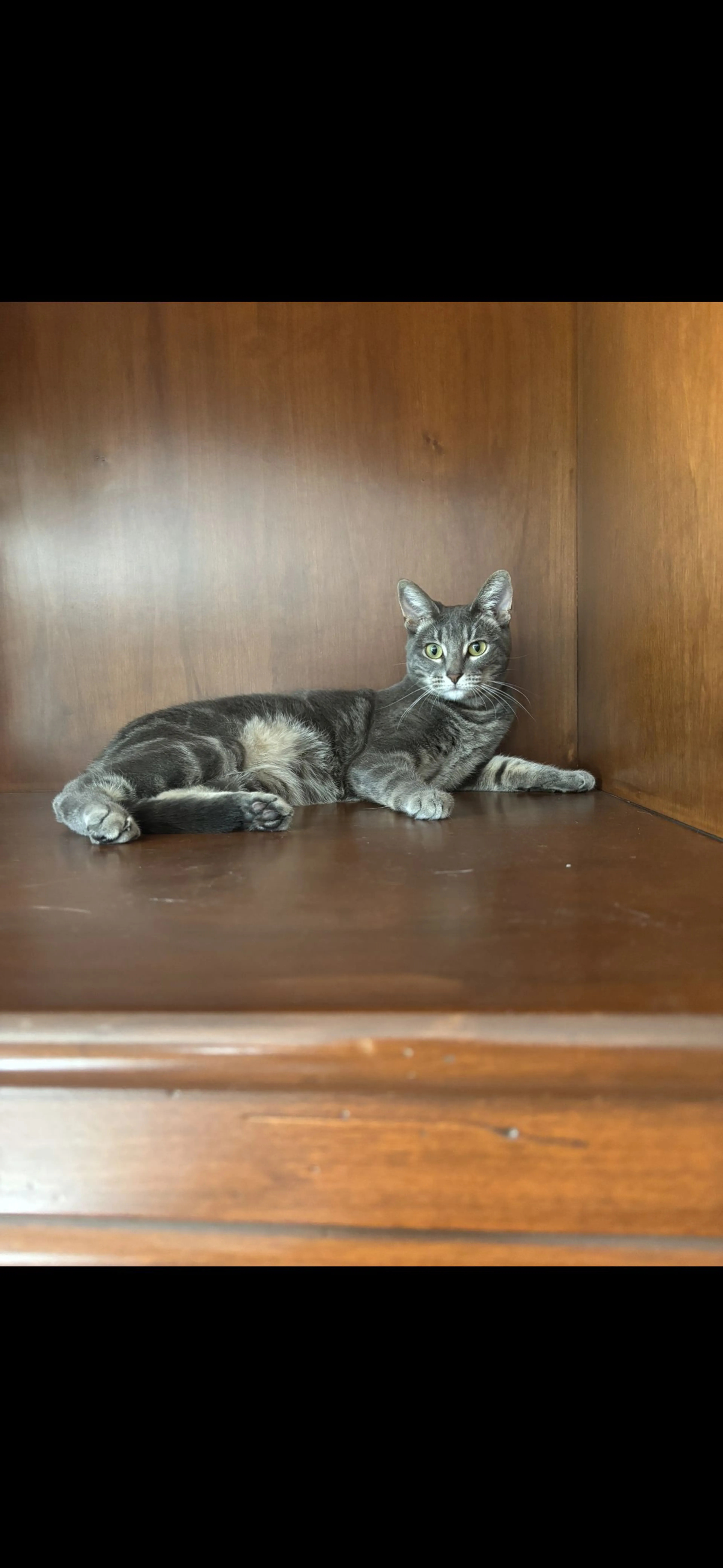 Lost pet-2