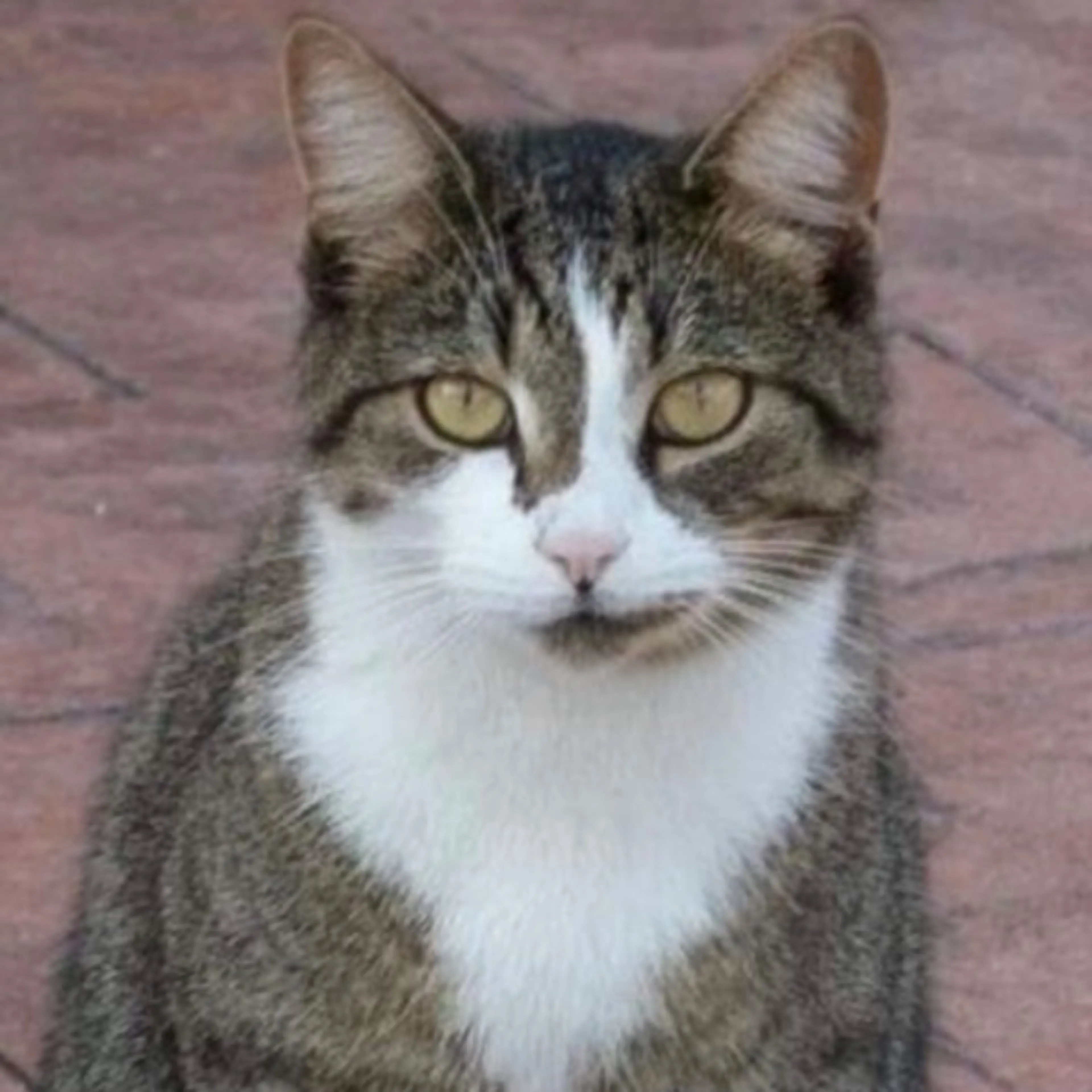 Lost pet