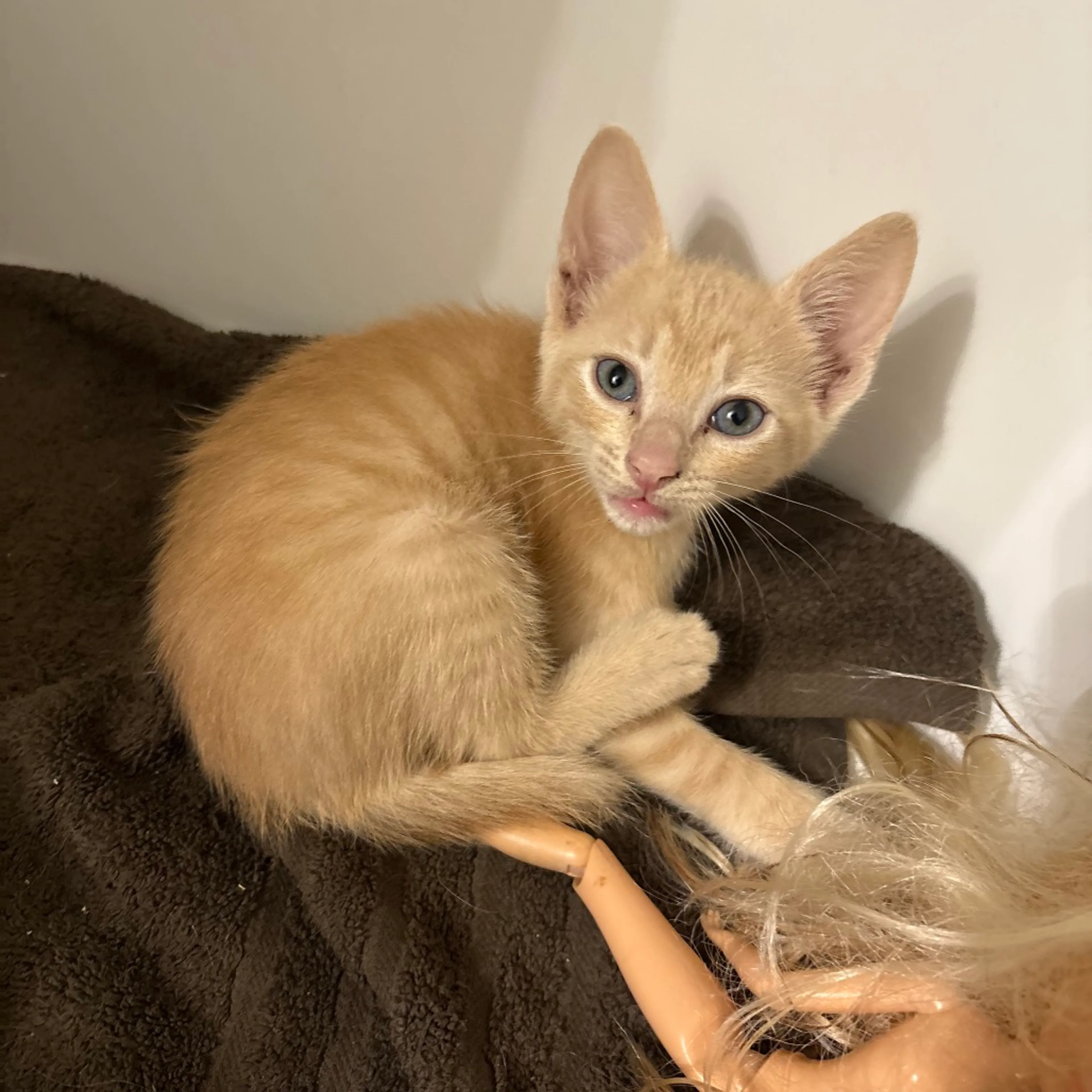 Found pet