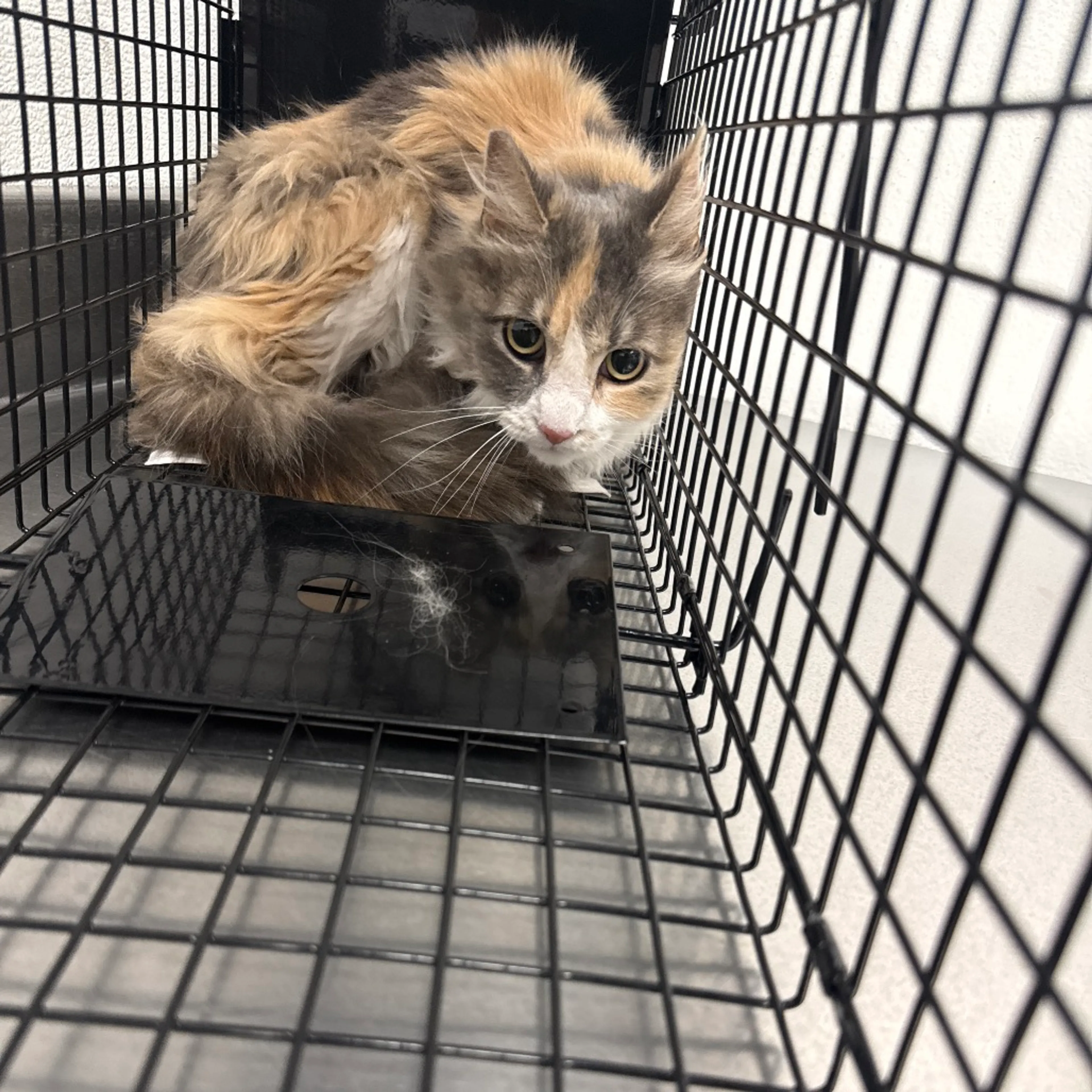 Found pet