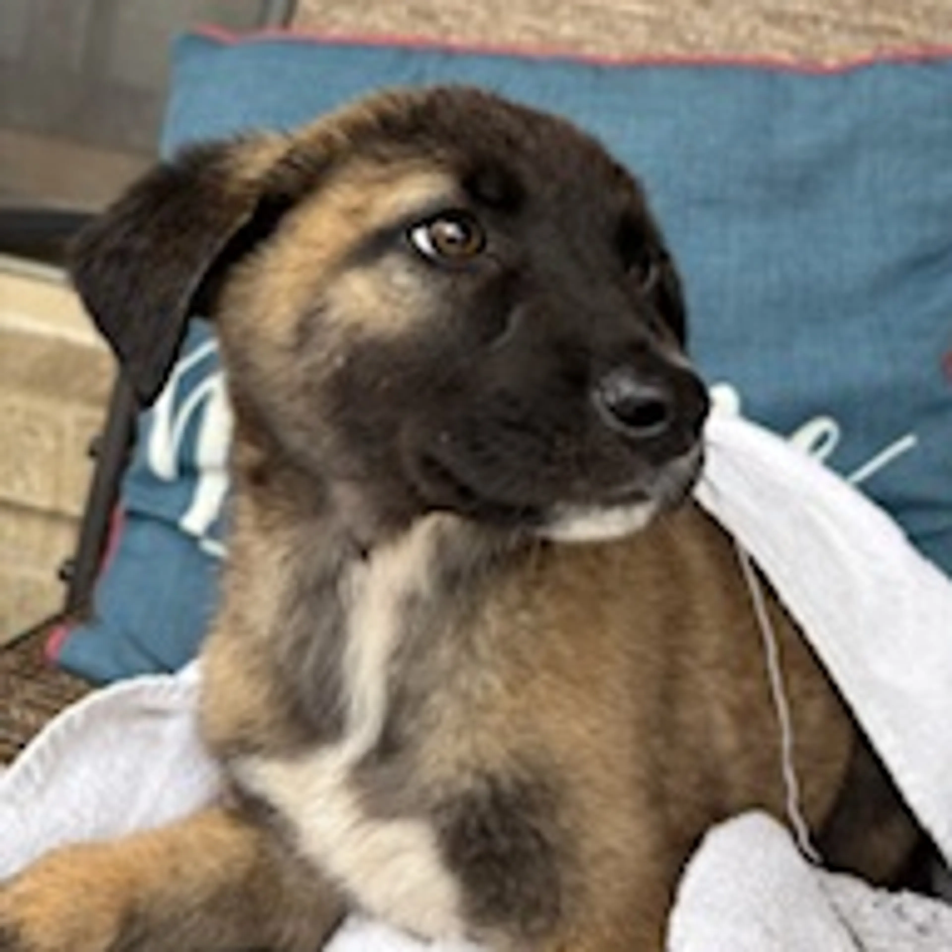 Found pet-1