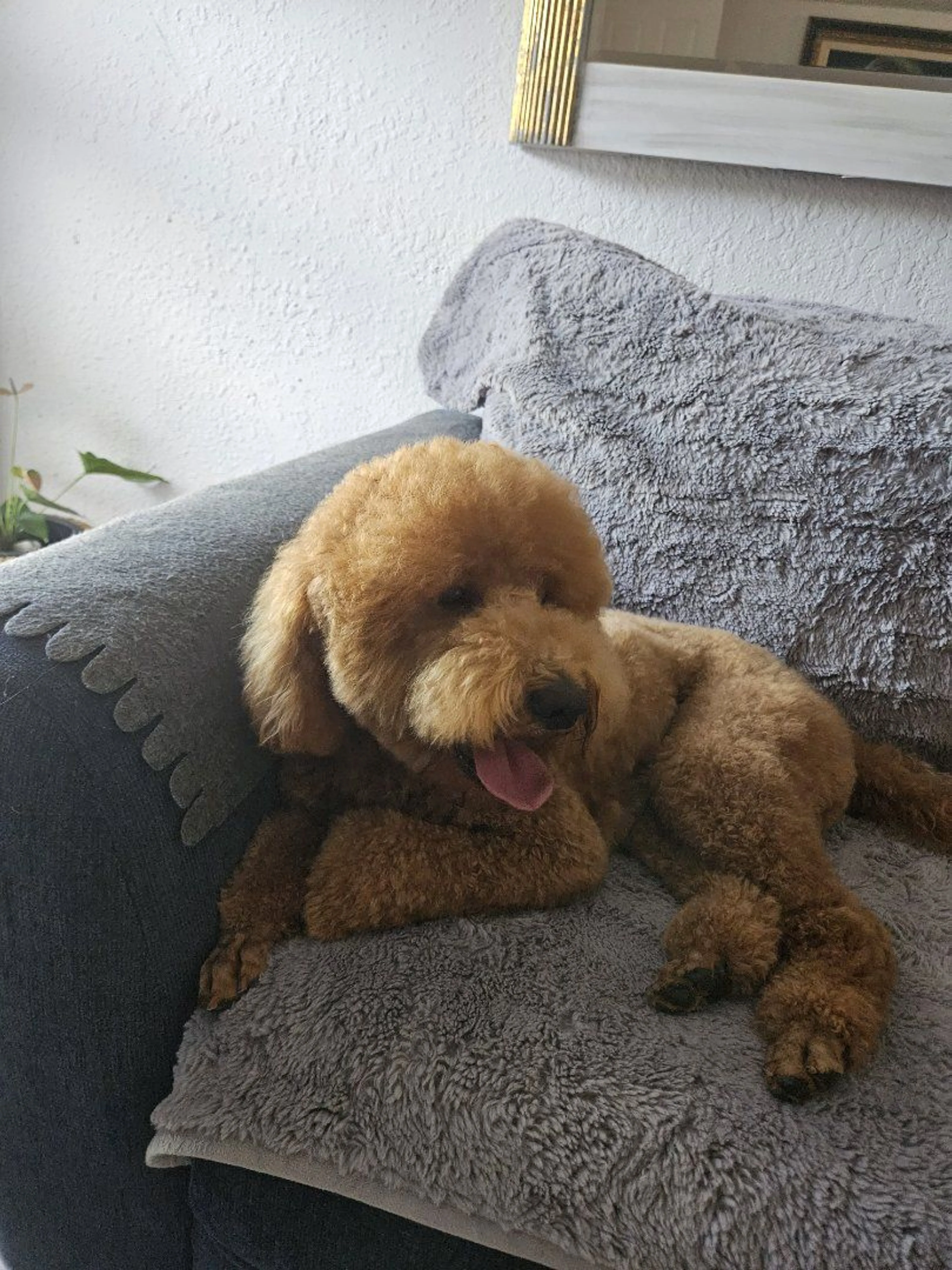 Lost pet-3