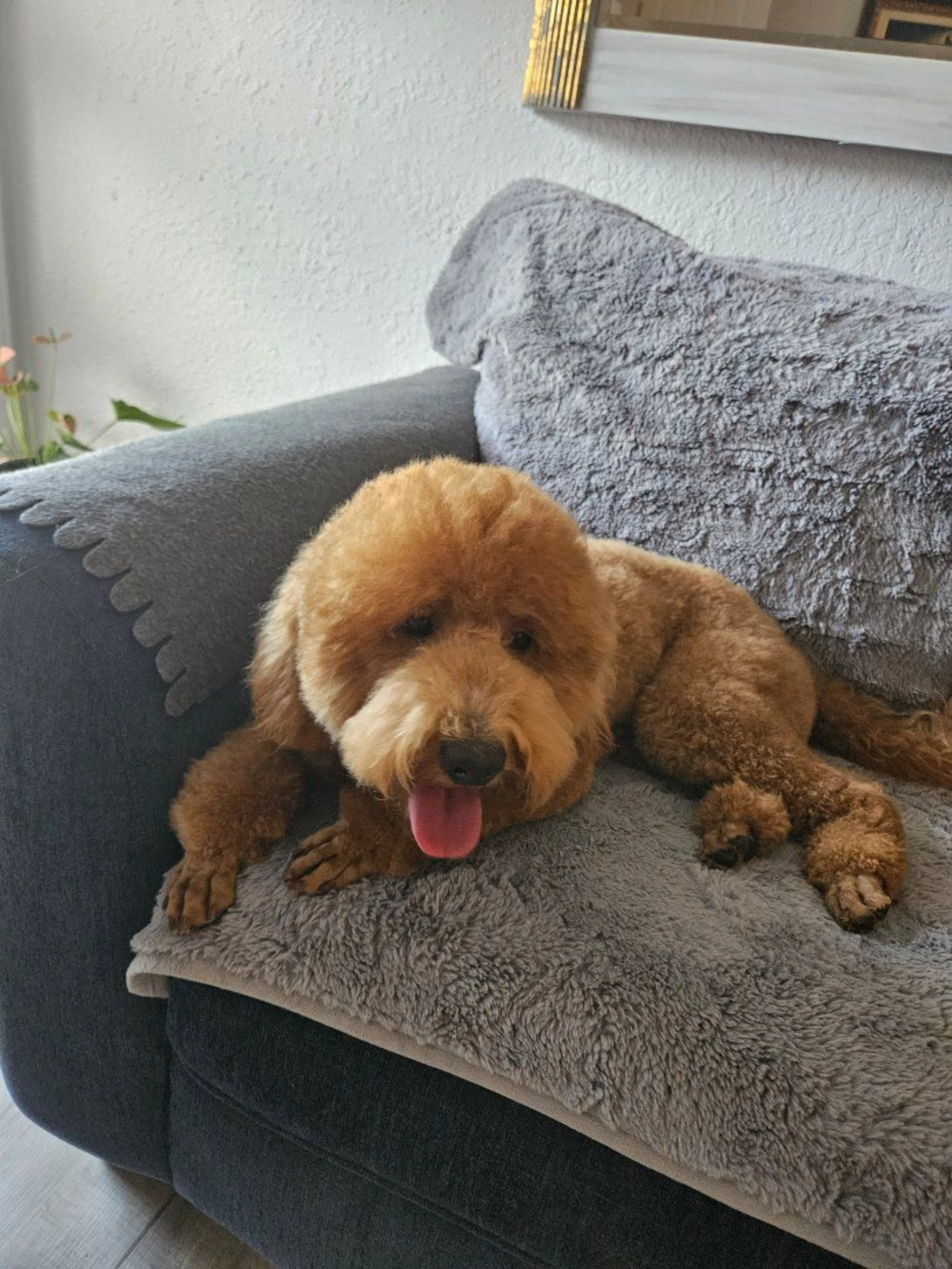 Lost pet-0