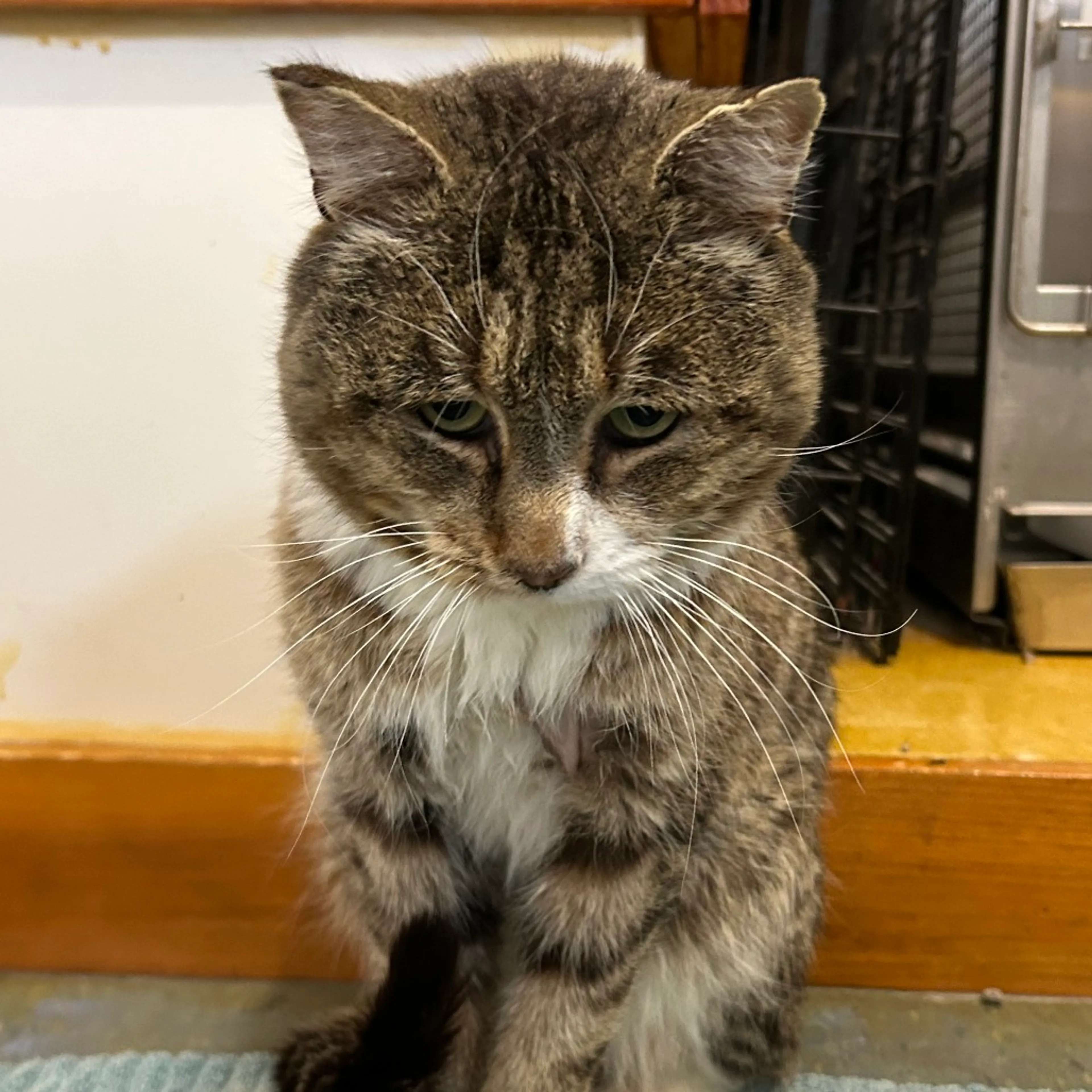 Found pet-2