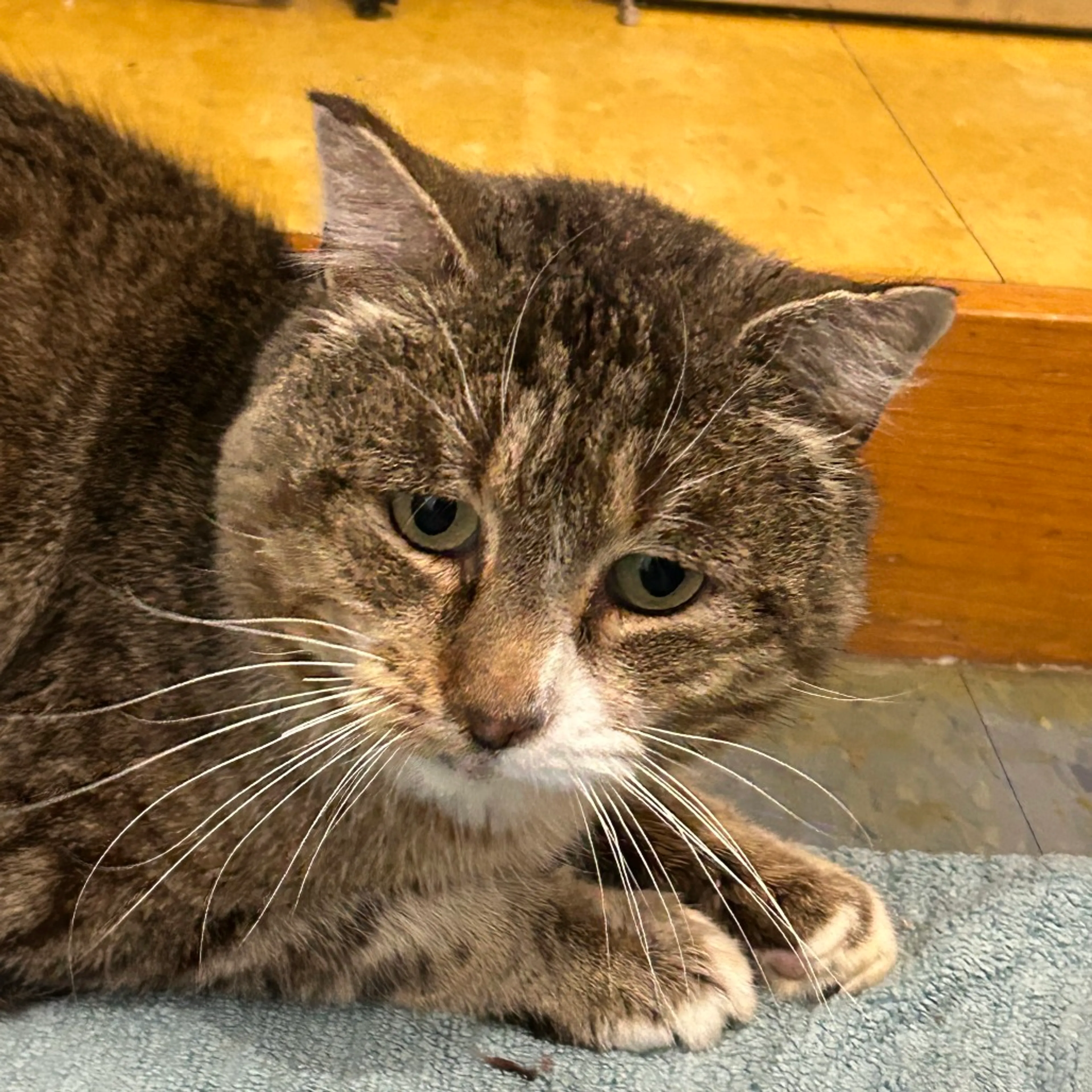 Found pet-0