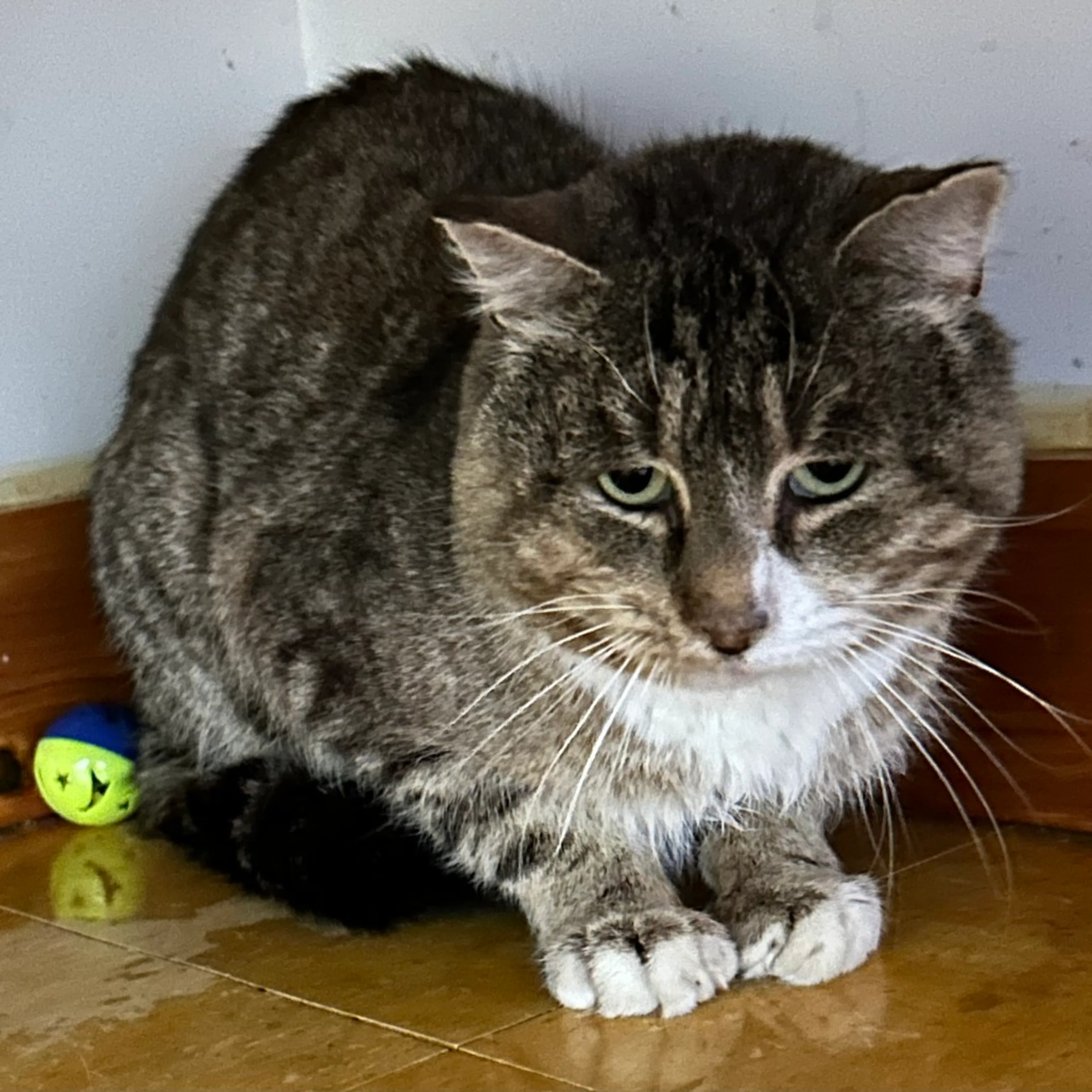 Found pet-1
