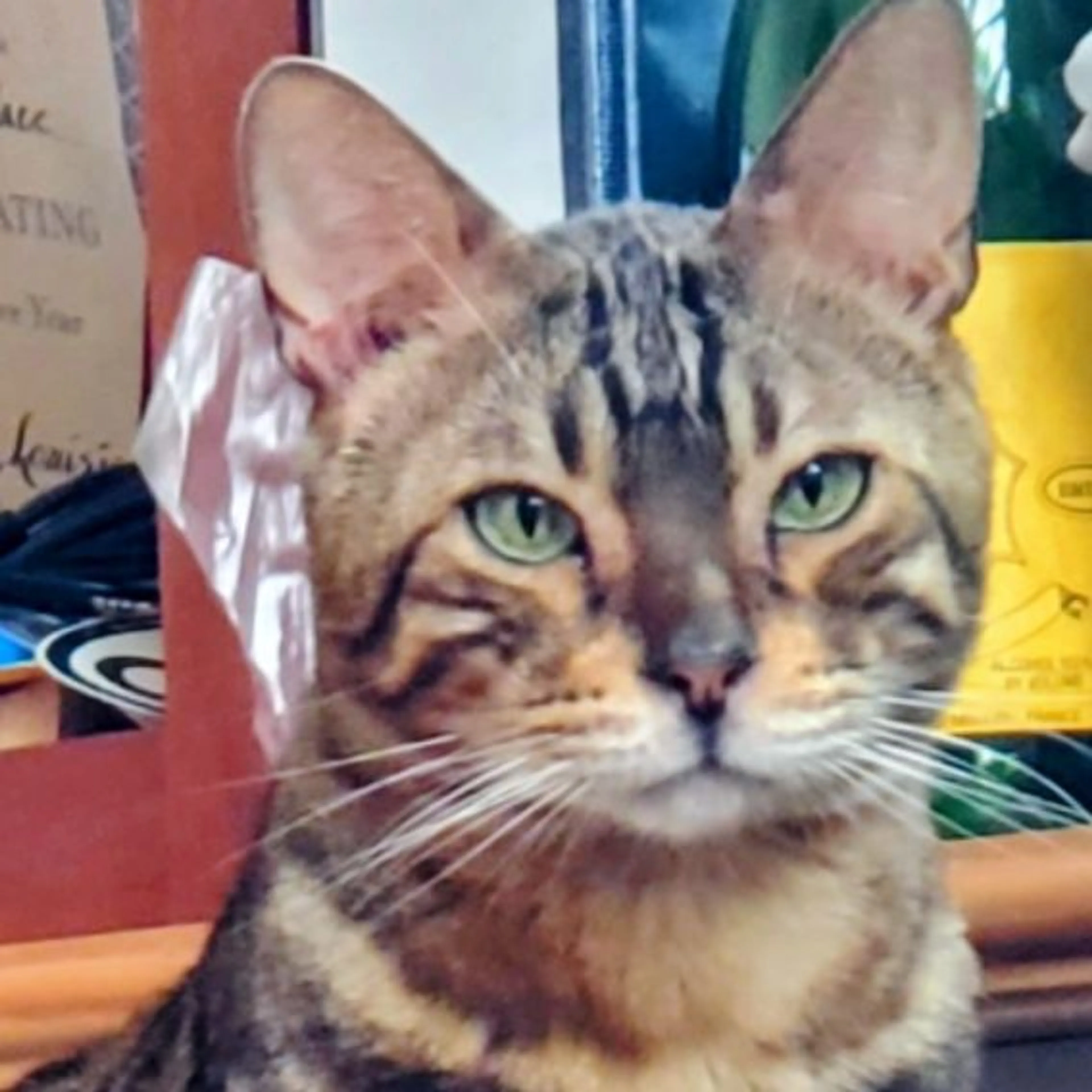 Lost pet